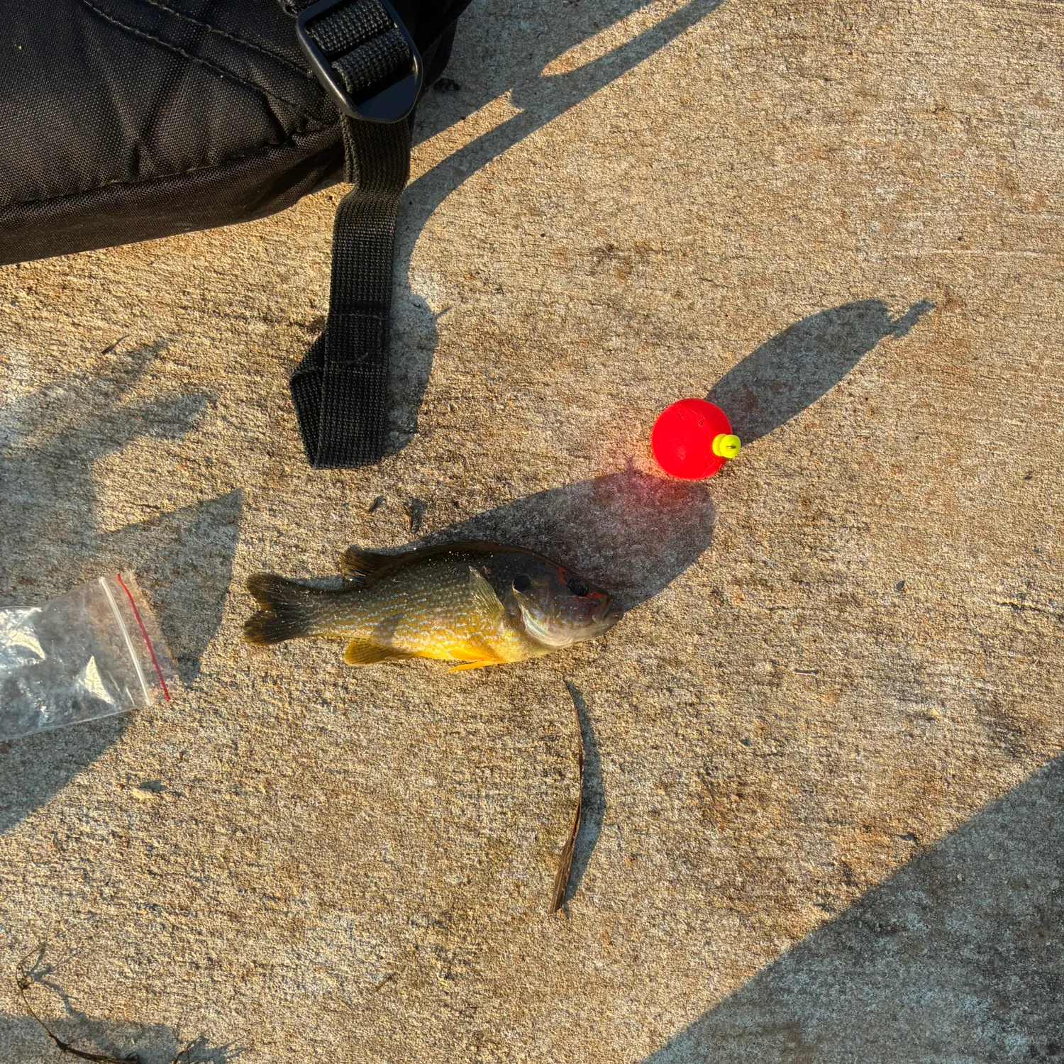 Bluegill caught on Fishbrain