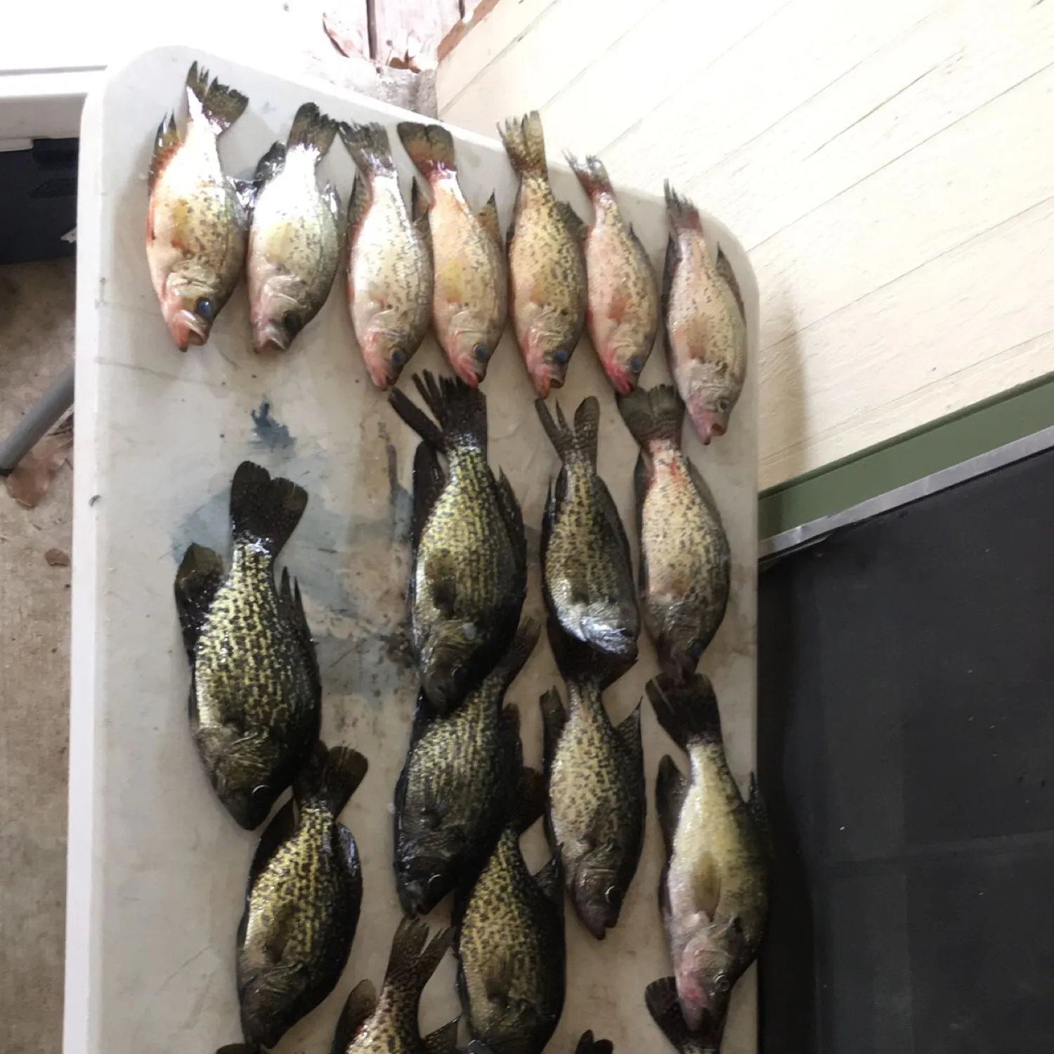 recently logged catches