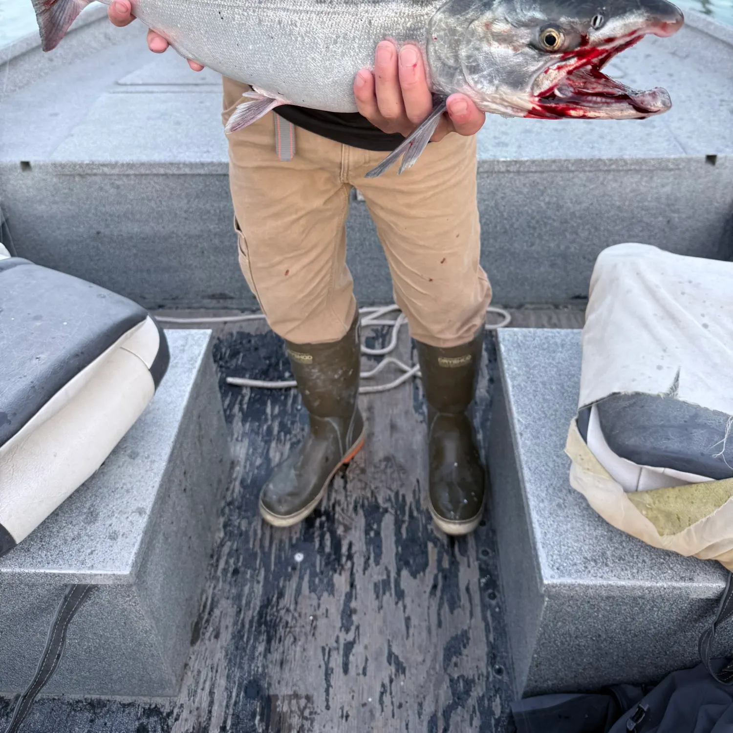 The most recent Coho salmon catches on Fishbrain