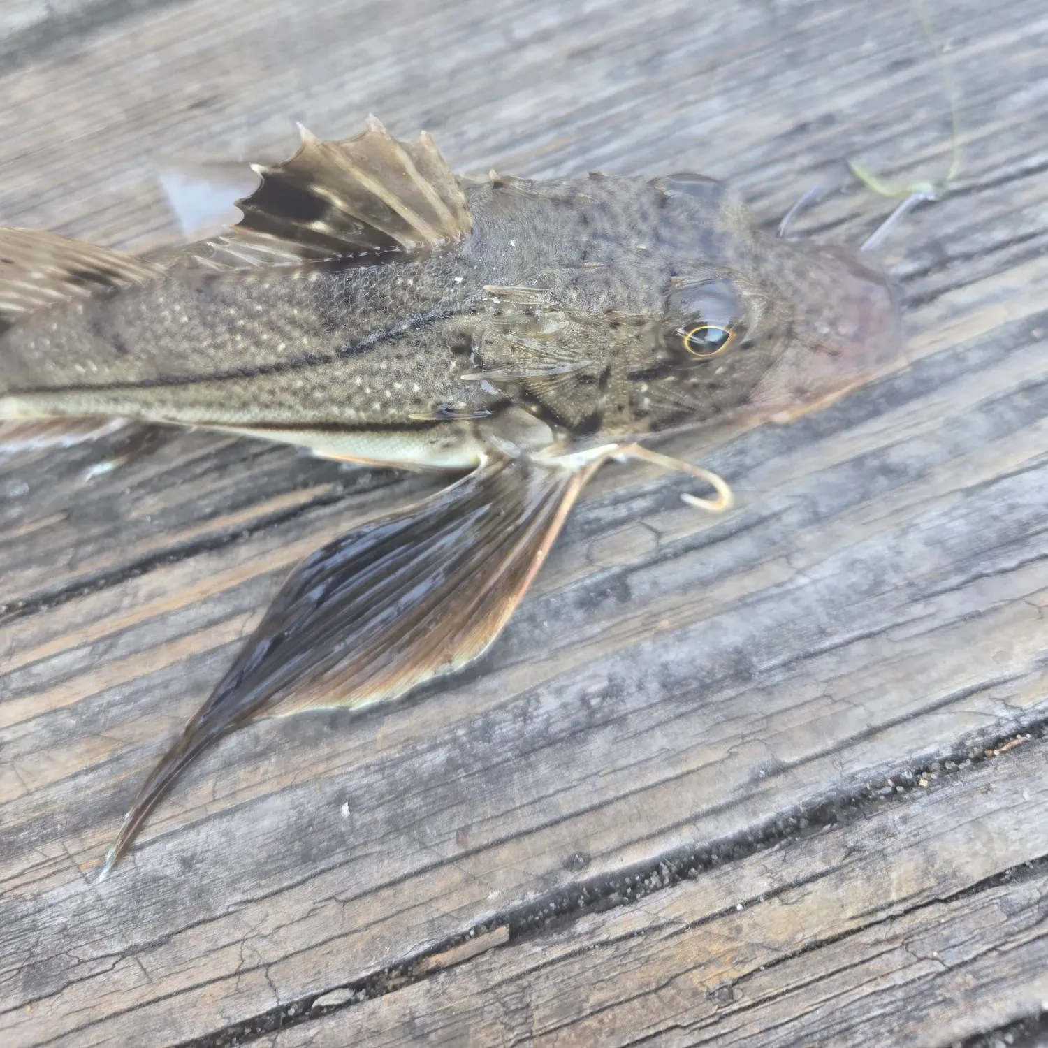 The most recent Striped searobin catches on Fishbrain