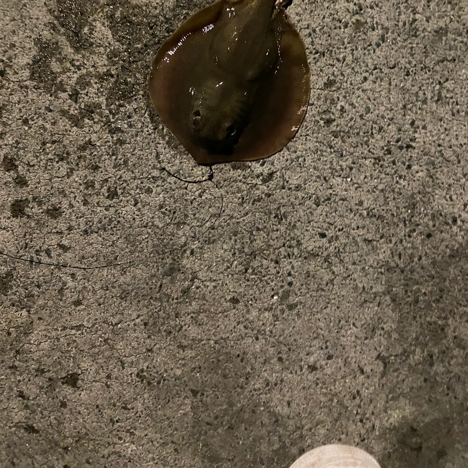 The most recent Haller's round ray catches on Fishbrain