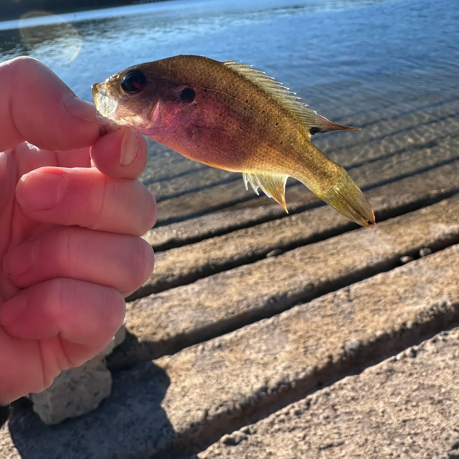 Longear sunfish caught on Fishbrain