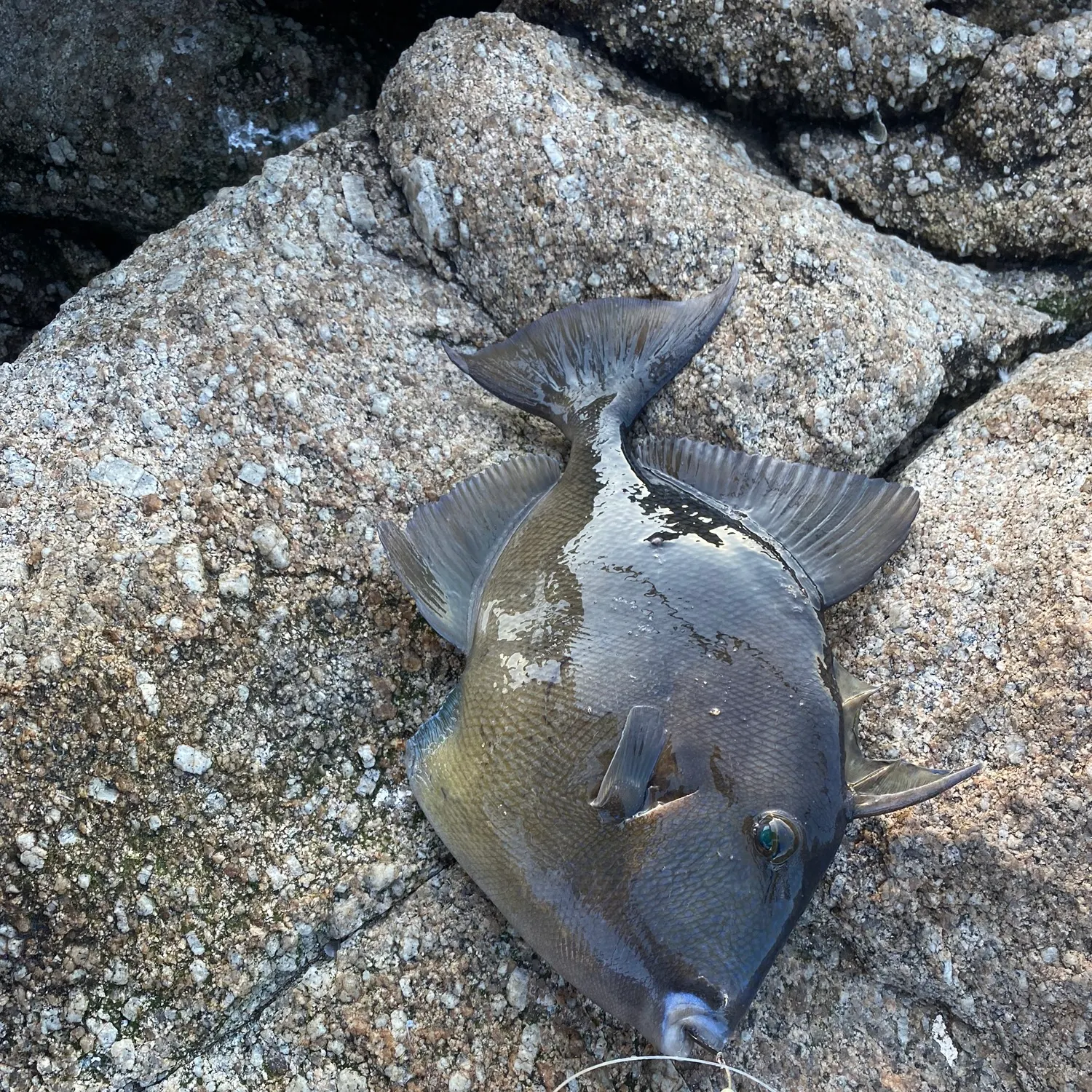 The most recent Ocean triggerfish catches on Fishbrain