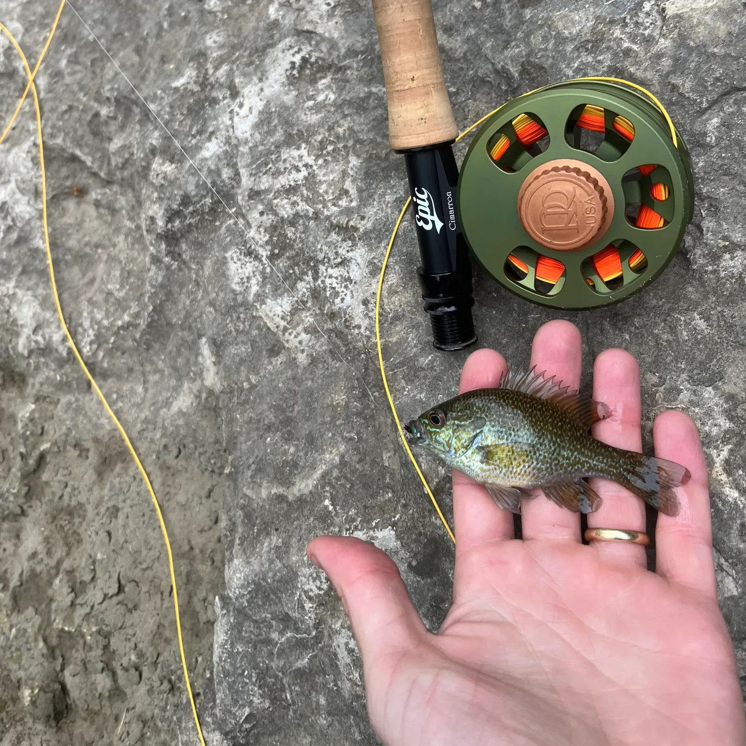 Longear sunfish caught on Fishbrain