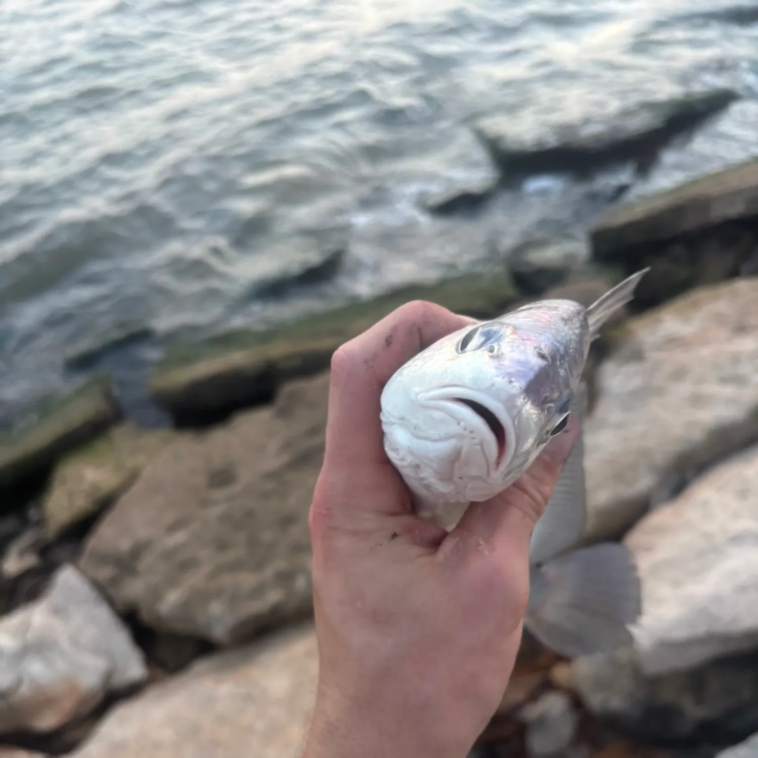 Freshwater drum caught on Fishbrain