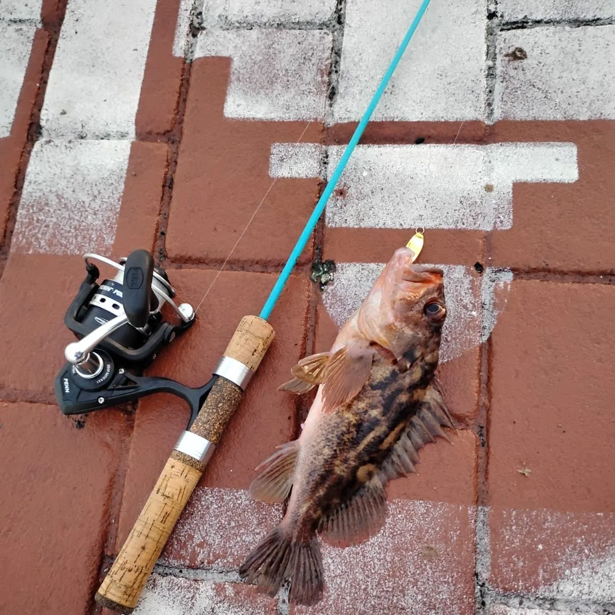 The most recent Brown rockfish catches on Fishbrain