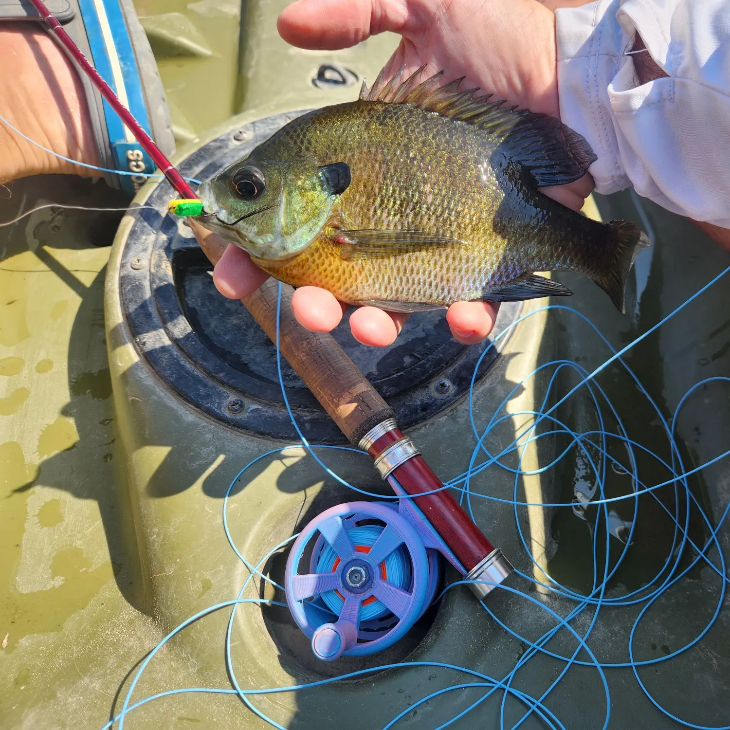Bluegill caught on Fishbrain