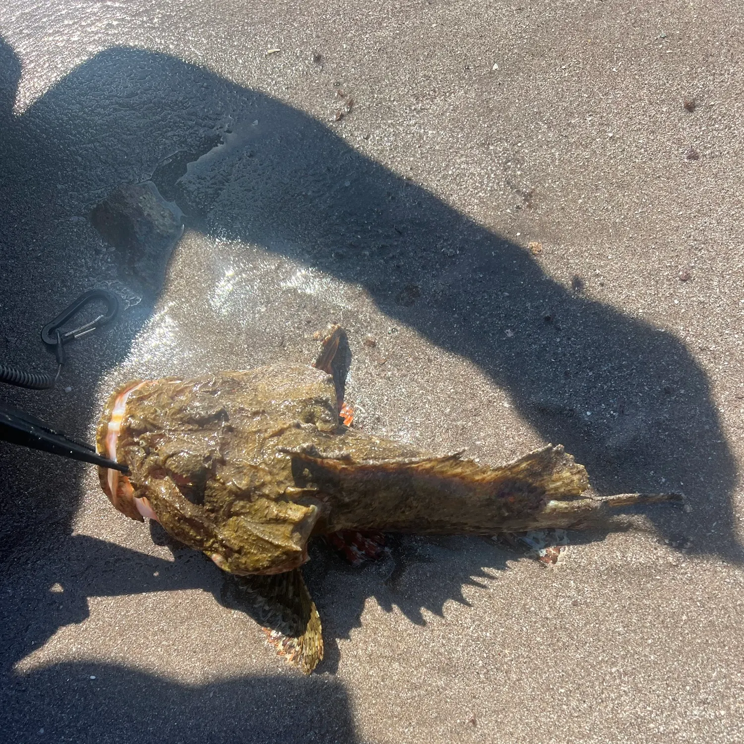 The most recent Estuarine stonefish catches on Fishbrain