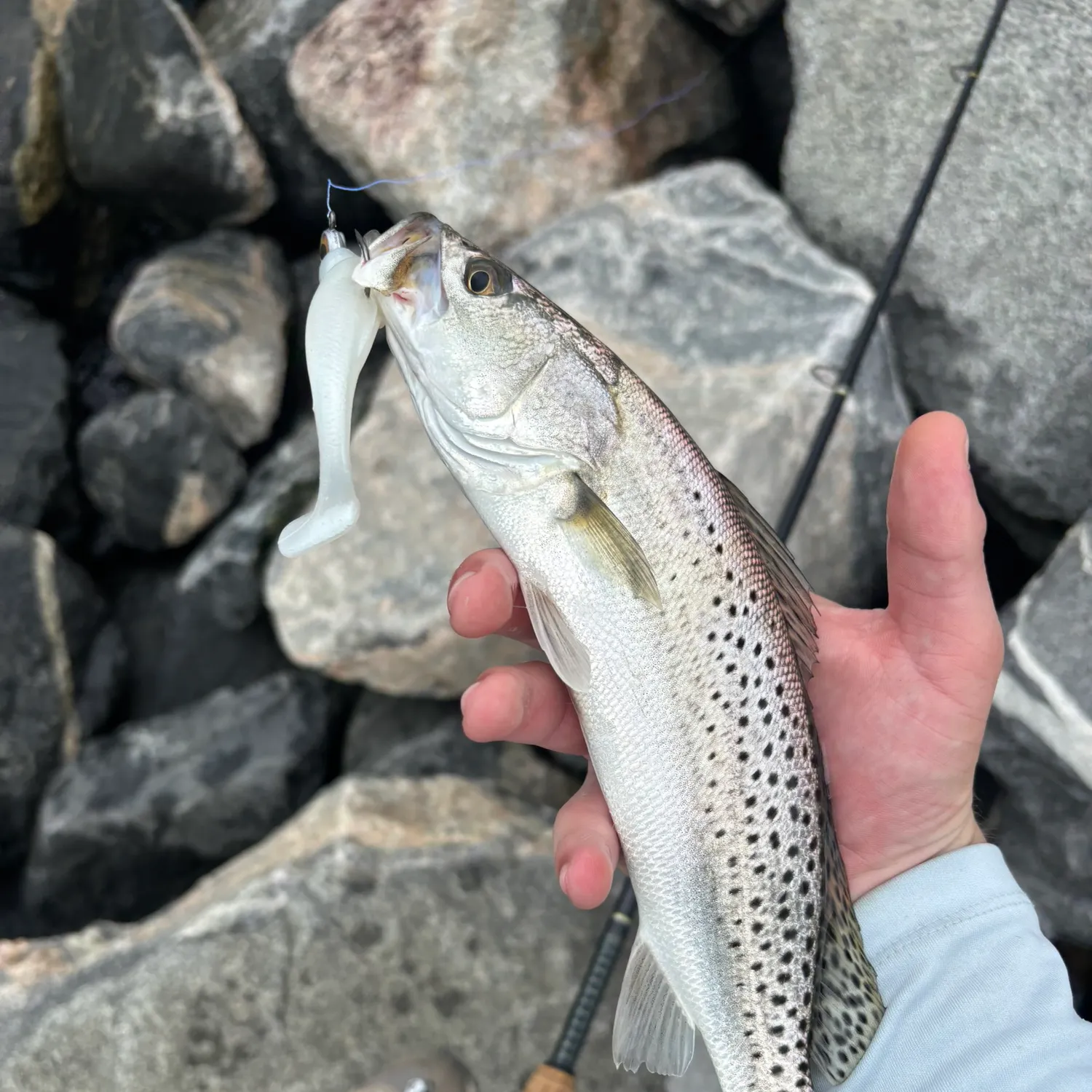 Spotted seatrout caught on Fishbrain