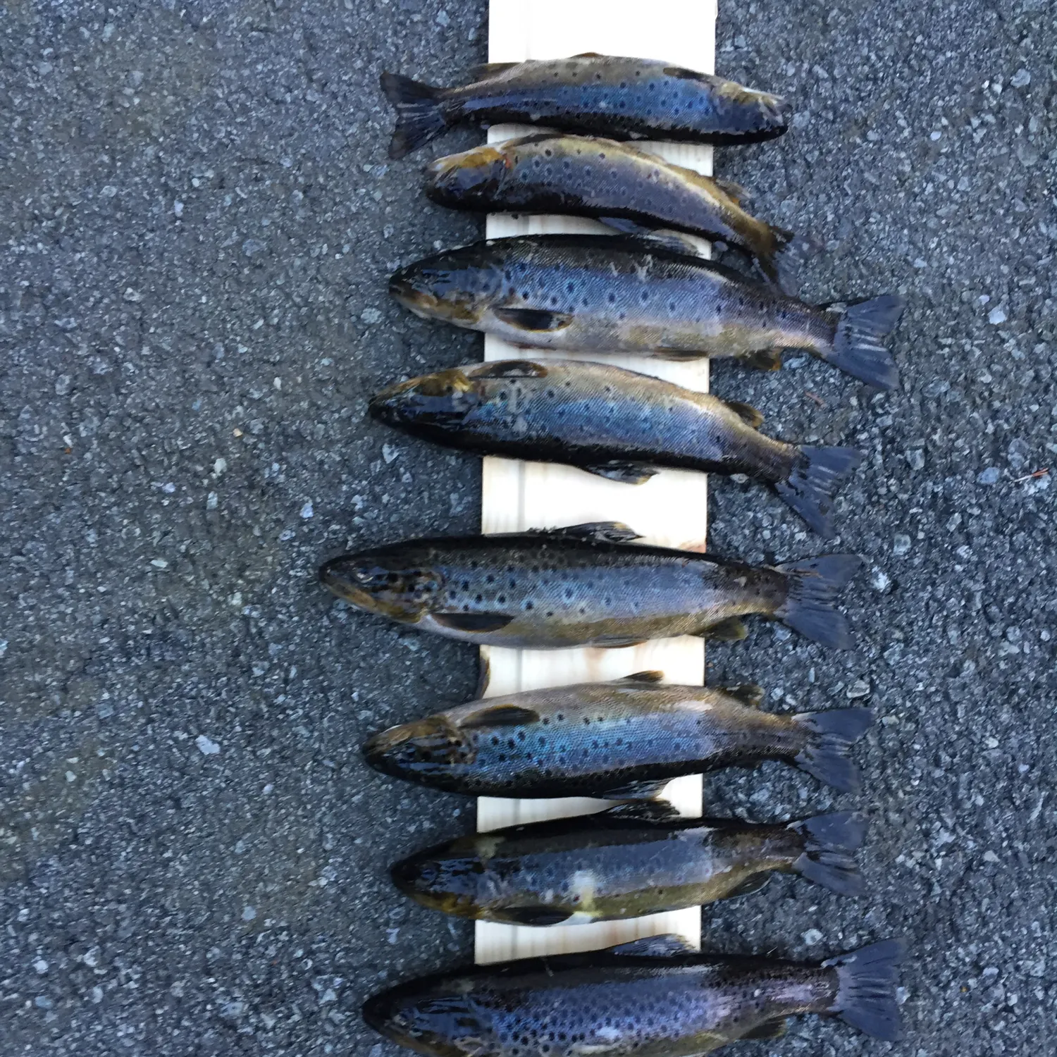 recently logged catches