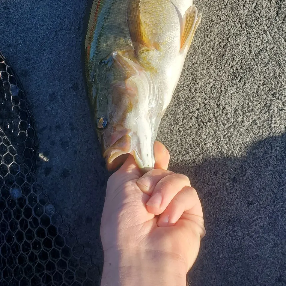 Smallmouth bass caught on Fishbrain