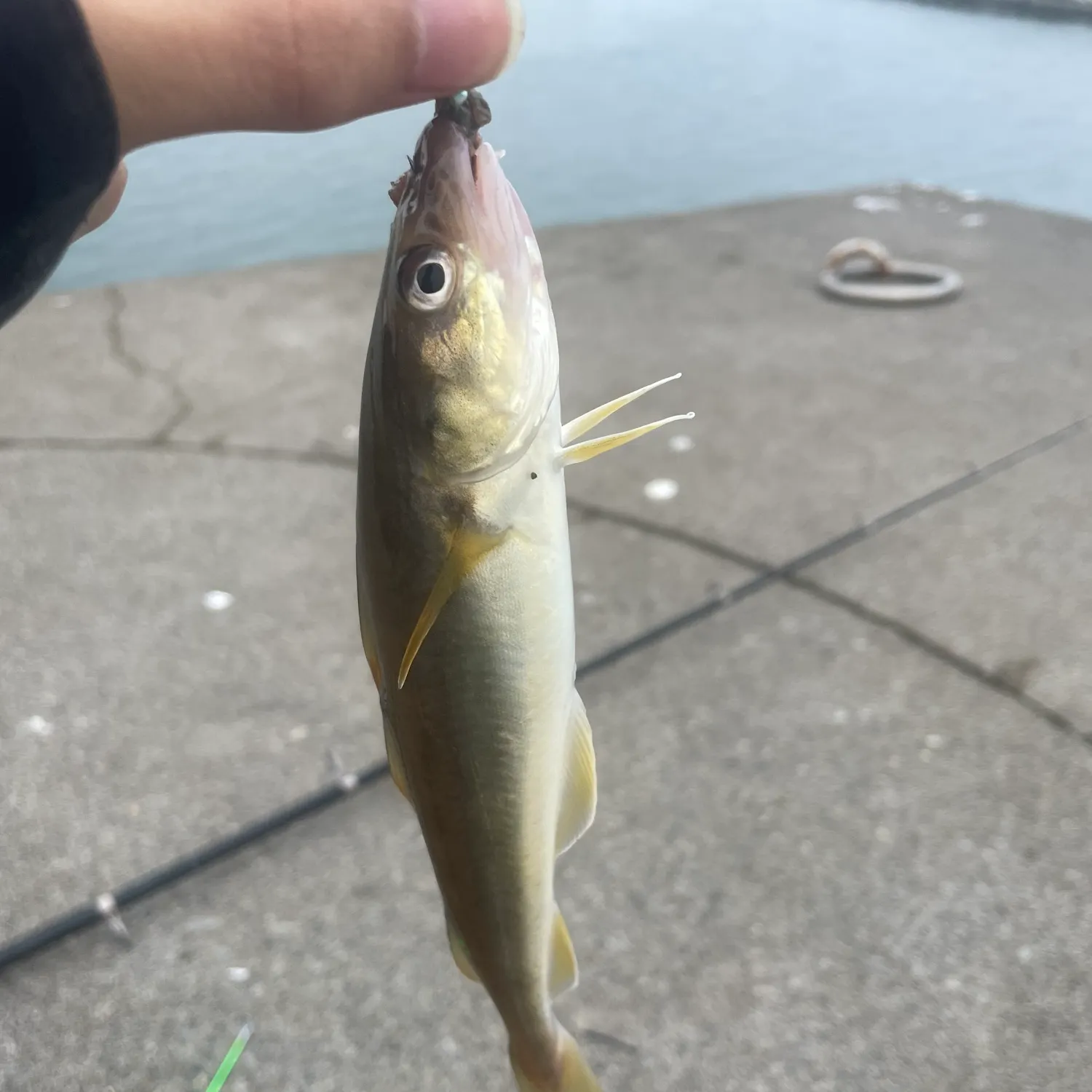 The most recent Saffron cod catches on Fishbrain