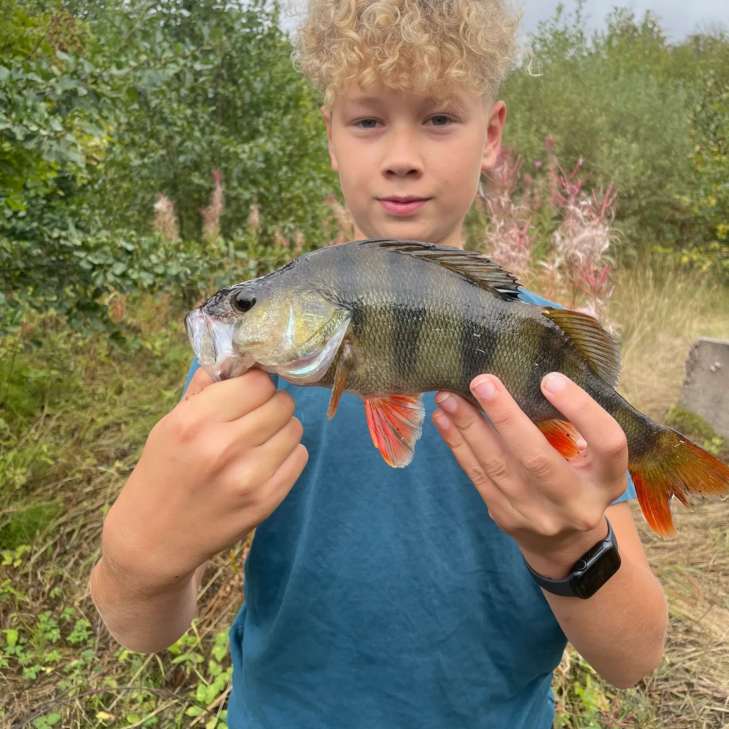 European perch caught on Fishbrain