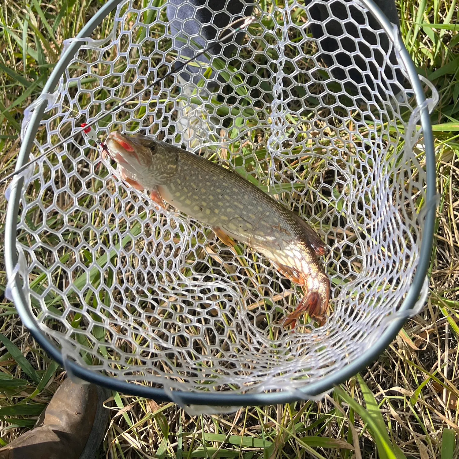 Northern pike caught on Fishbrain