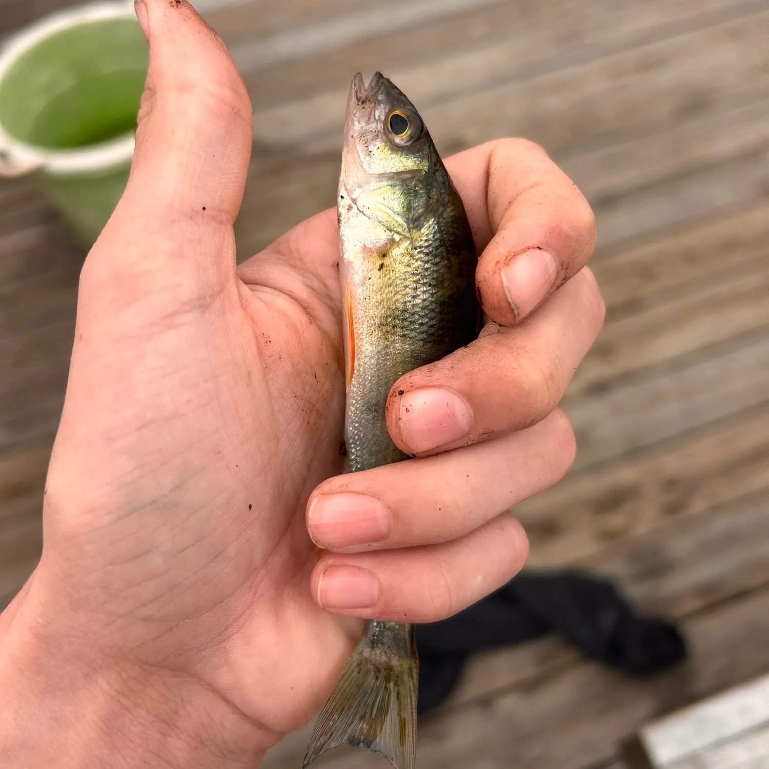 Yellow perch caught on Fishbrain
