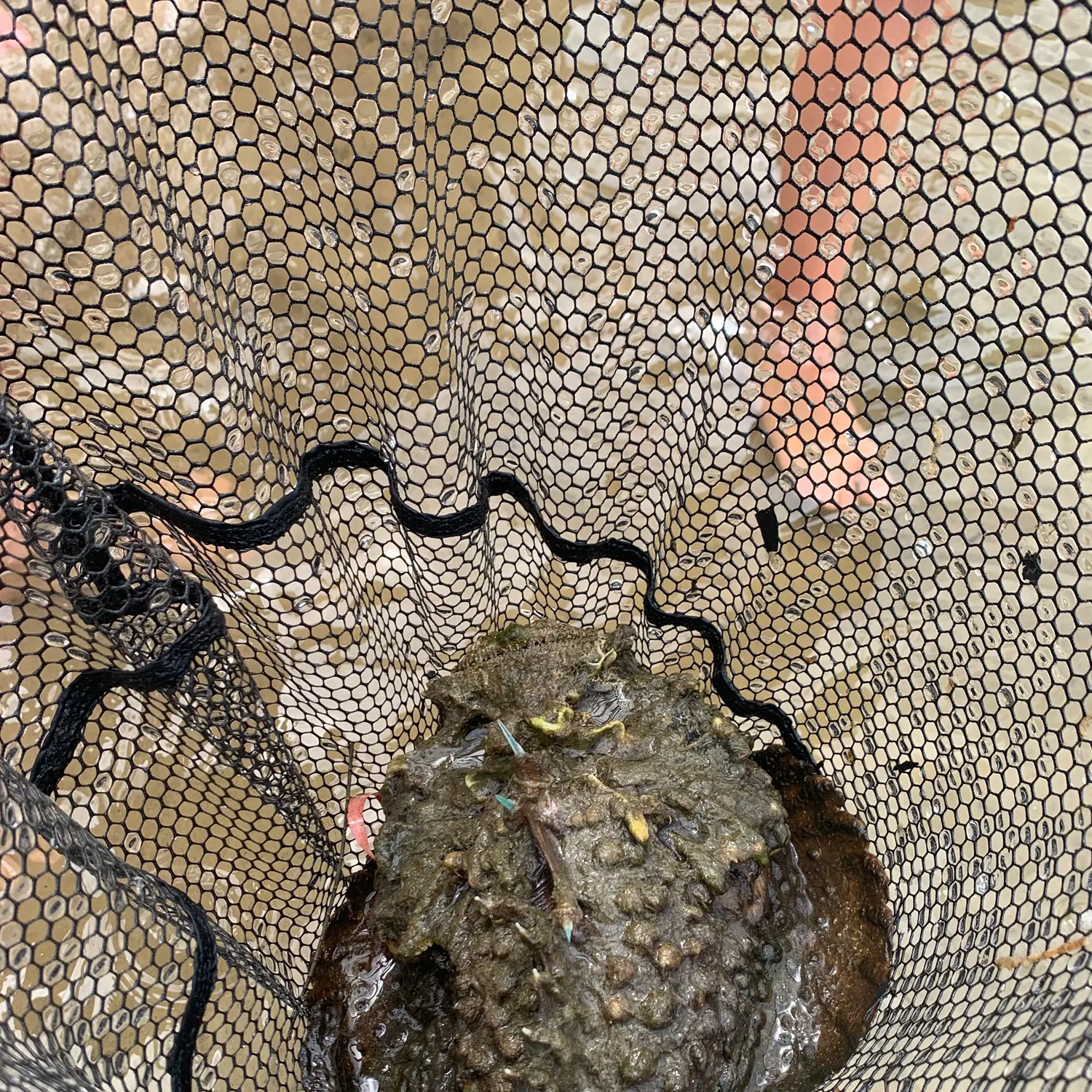 The most recent Stonefish catches on Fishbrain