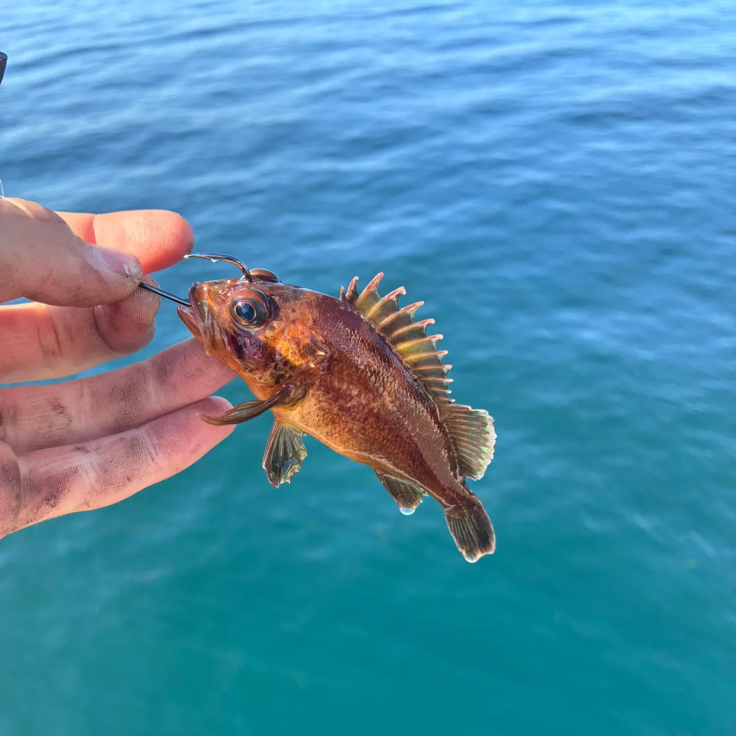 Copper rockfish caught on Fishbrain
