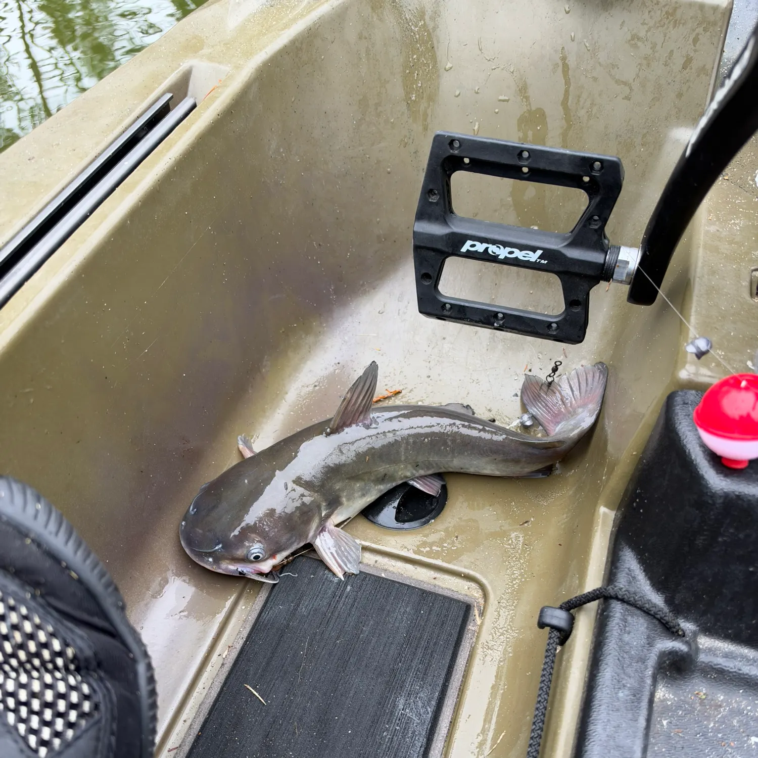 Channel catfish caught on Fishbrain