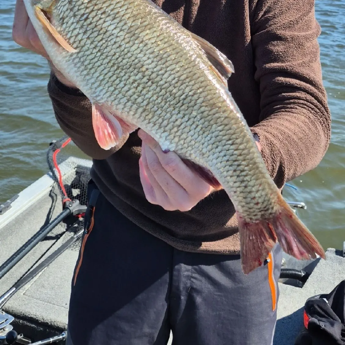 Ide caught on Fishbrain