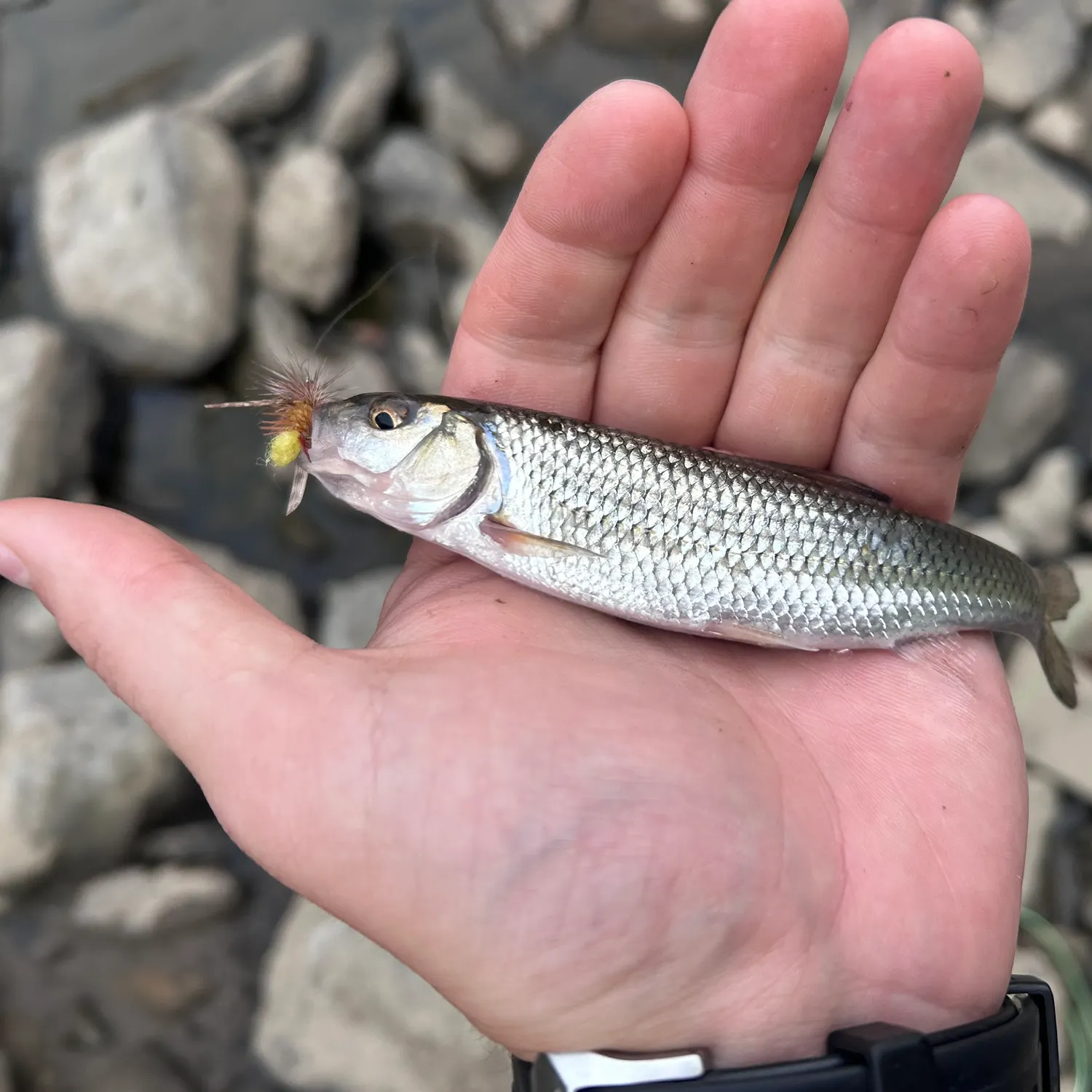 Fallfish caught on Fishbrain
