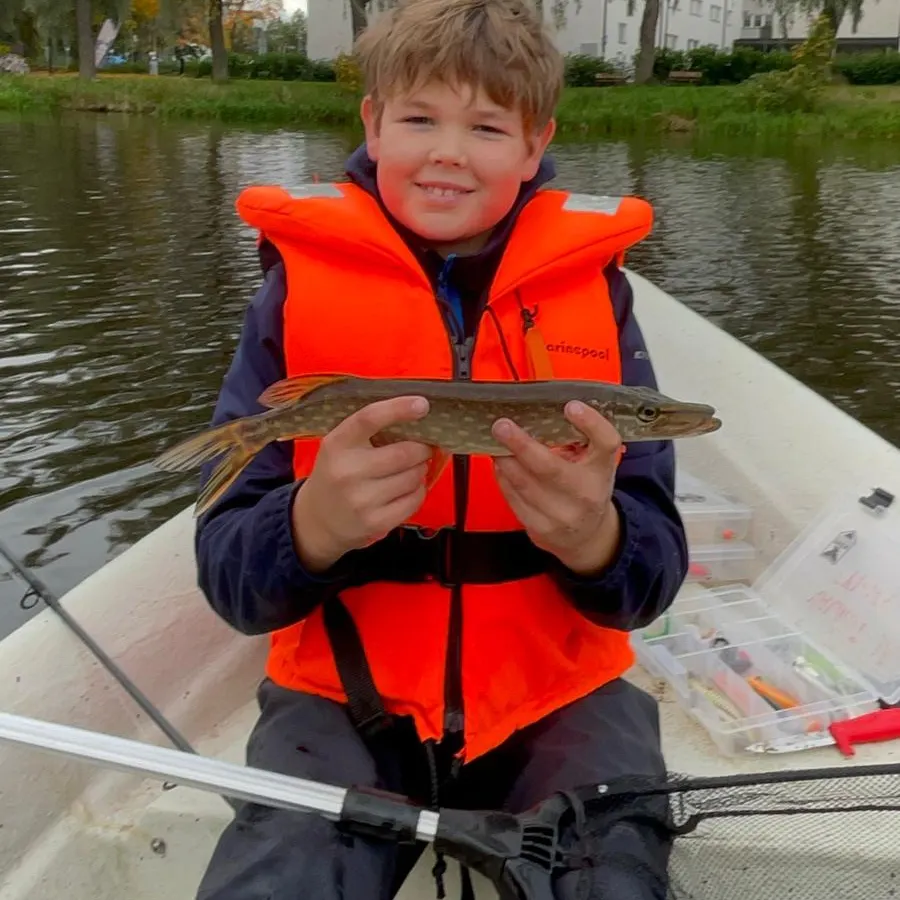 Northern pike caught on Fishbrain