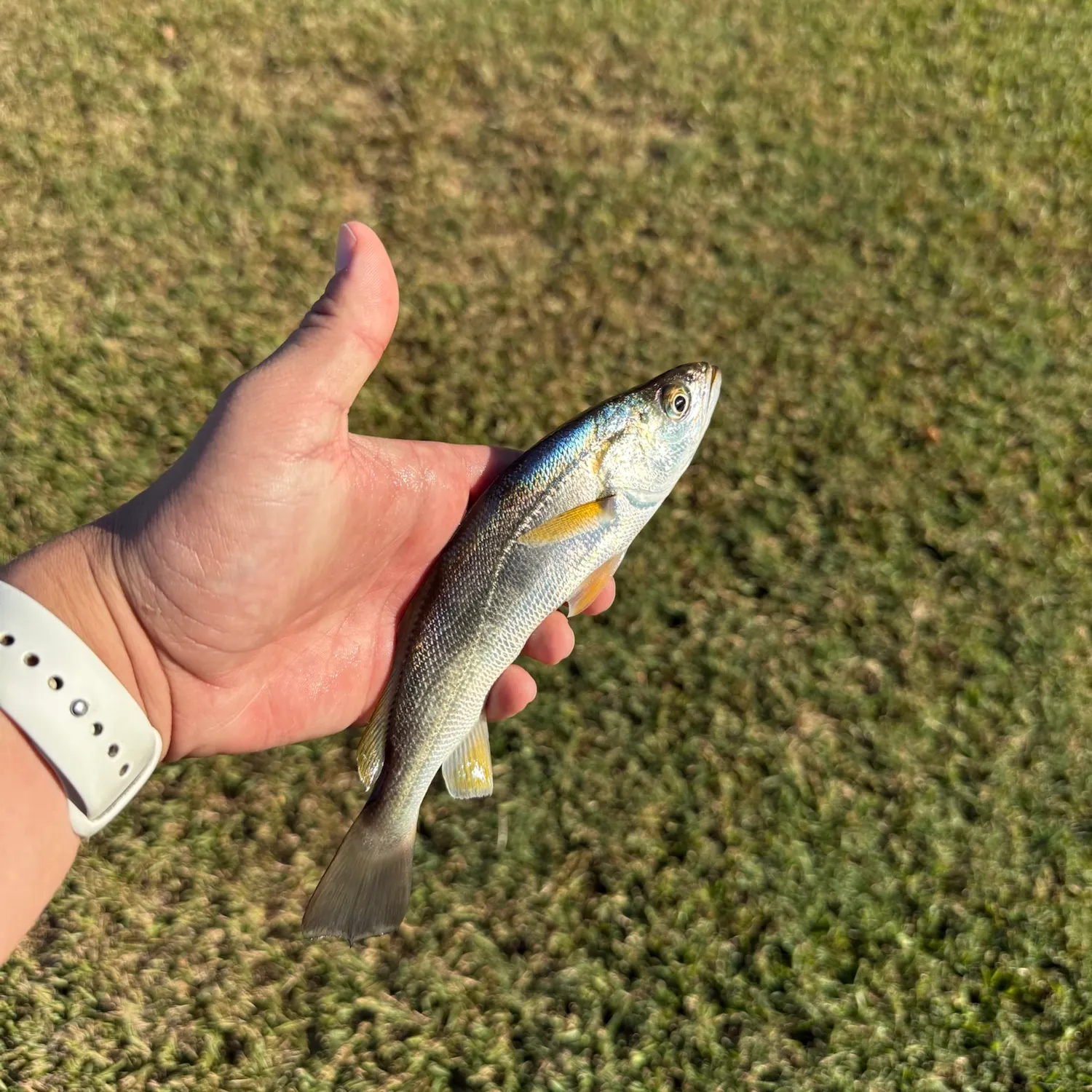 Sand seatrout caught on Fishbrain