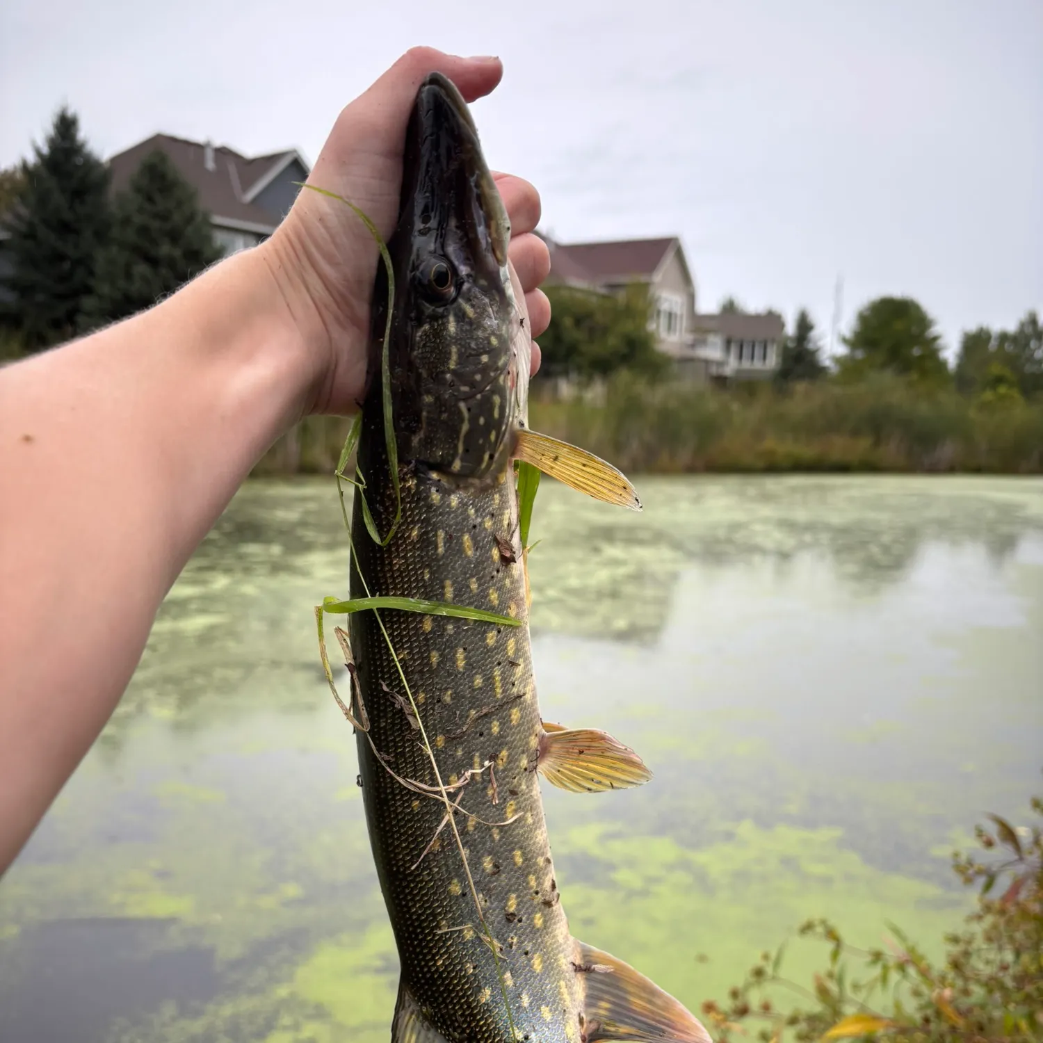 Northern pike caught on Fishbrain