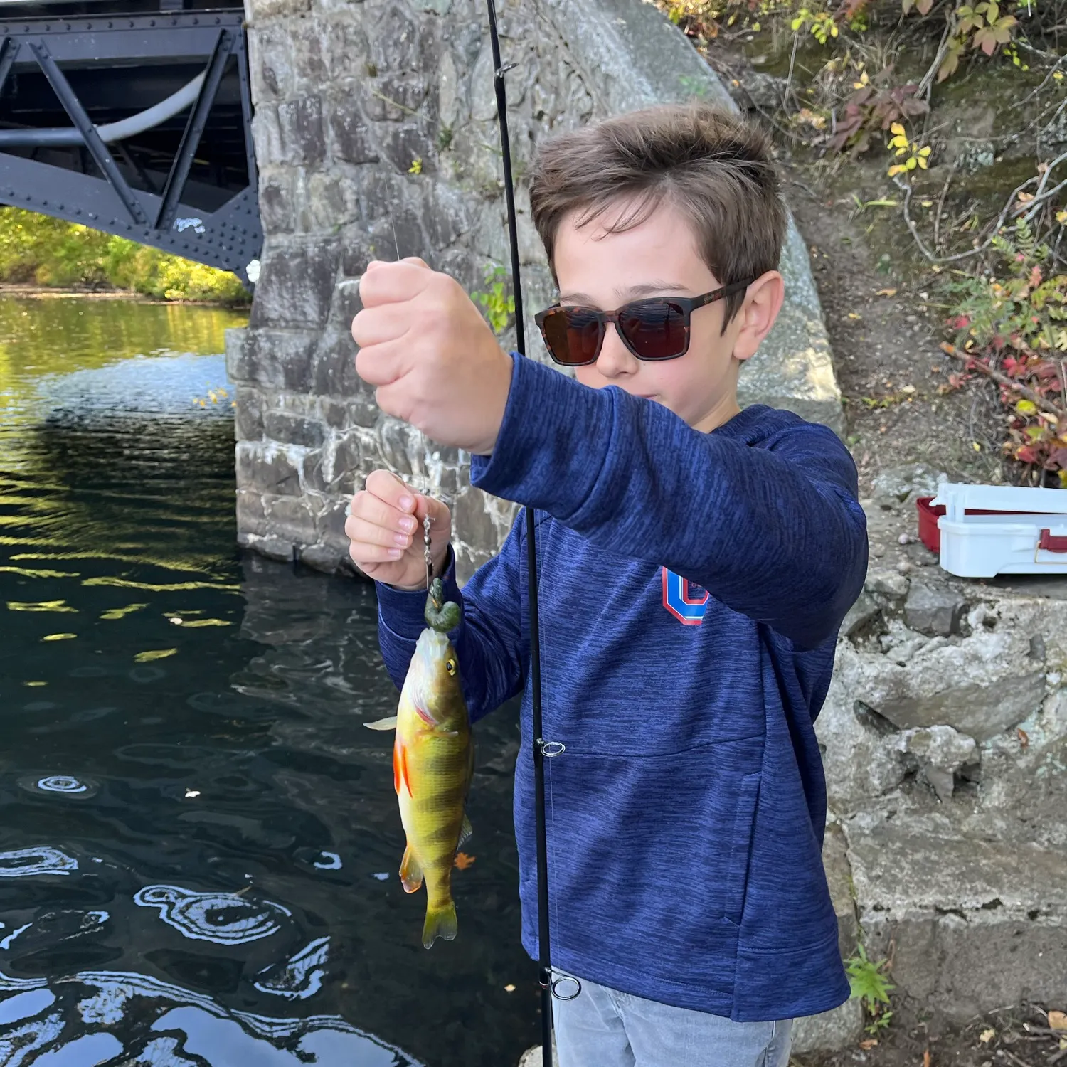 Yellow perch caught on Fishbrain