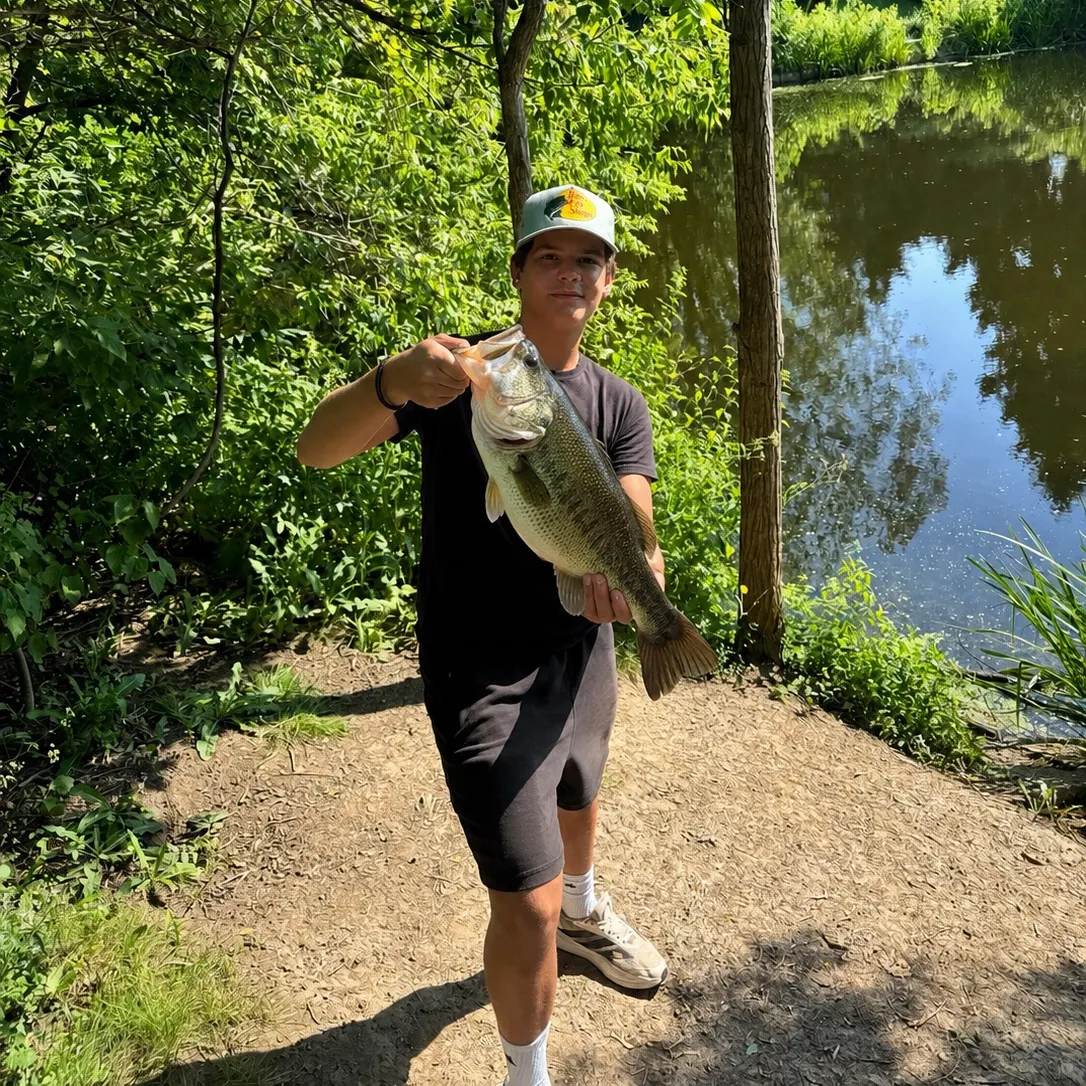 Largemouth bass caught on Fishbrain