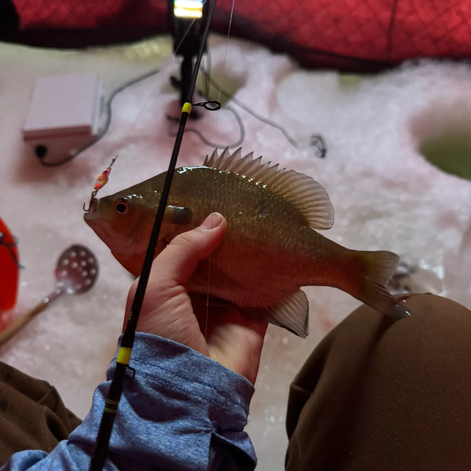 recently logged catches