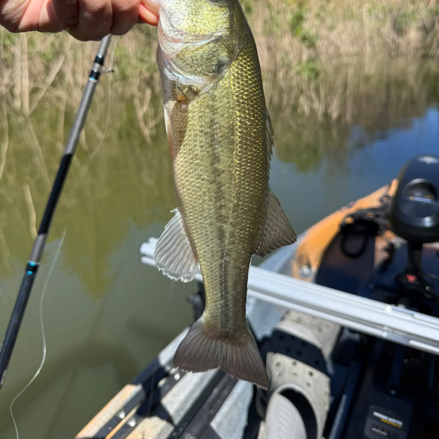 Largemouth bass caught on Fishbrain