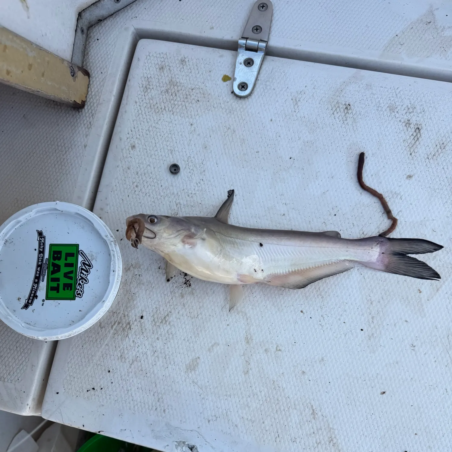 Blue catfish caught on Fishbrain