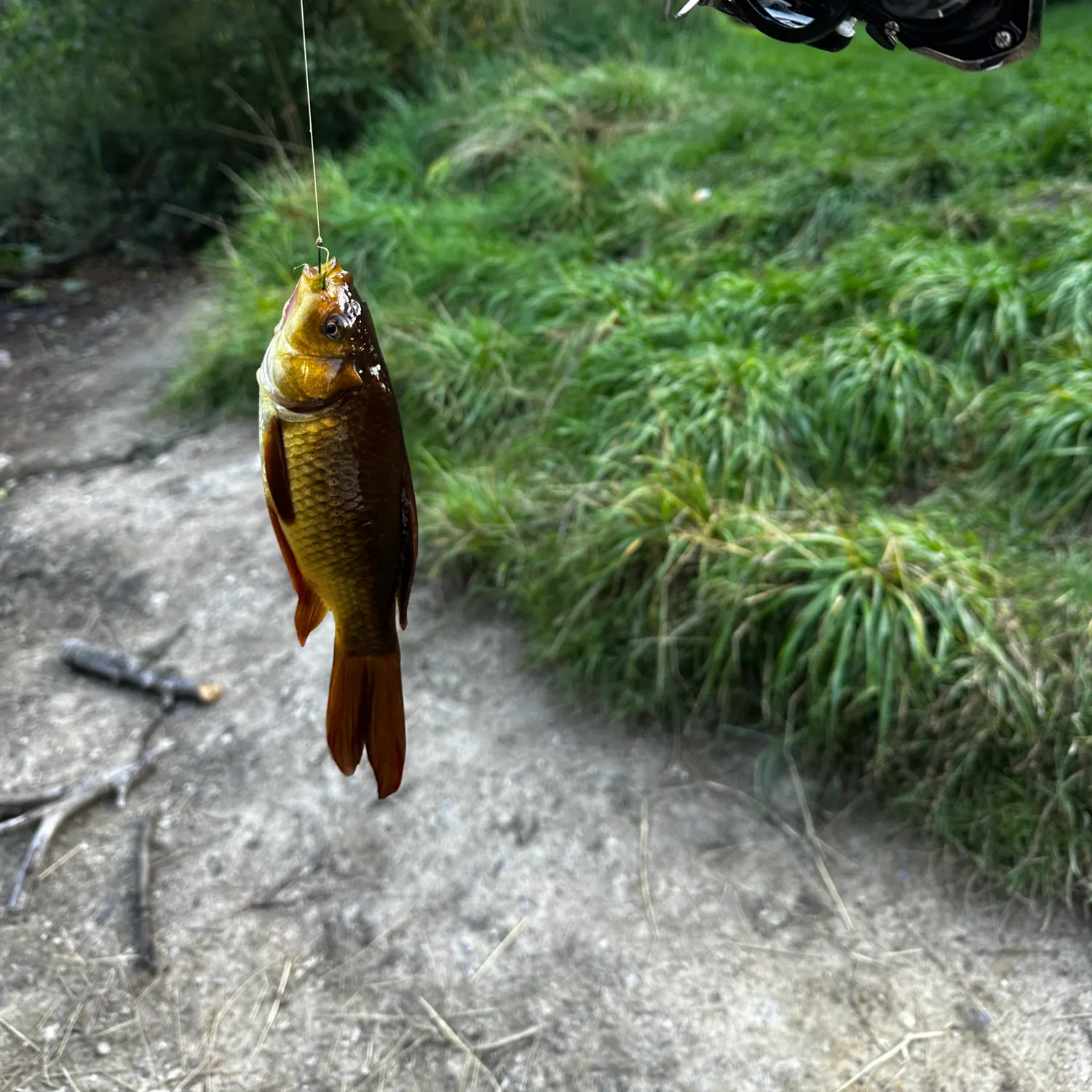 Fish caught on Fishbrain