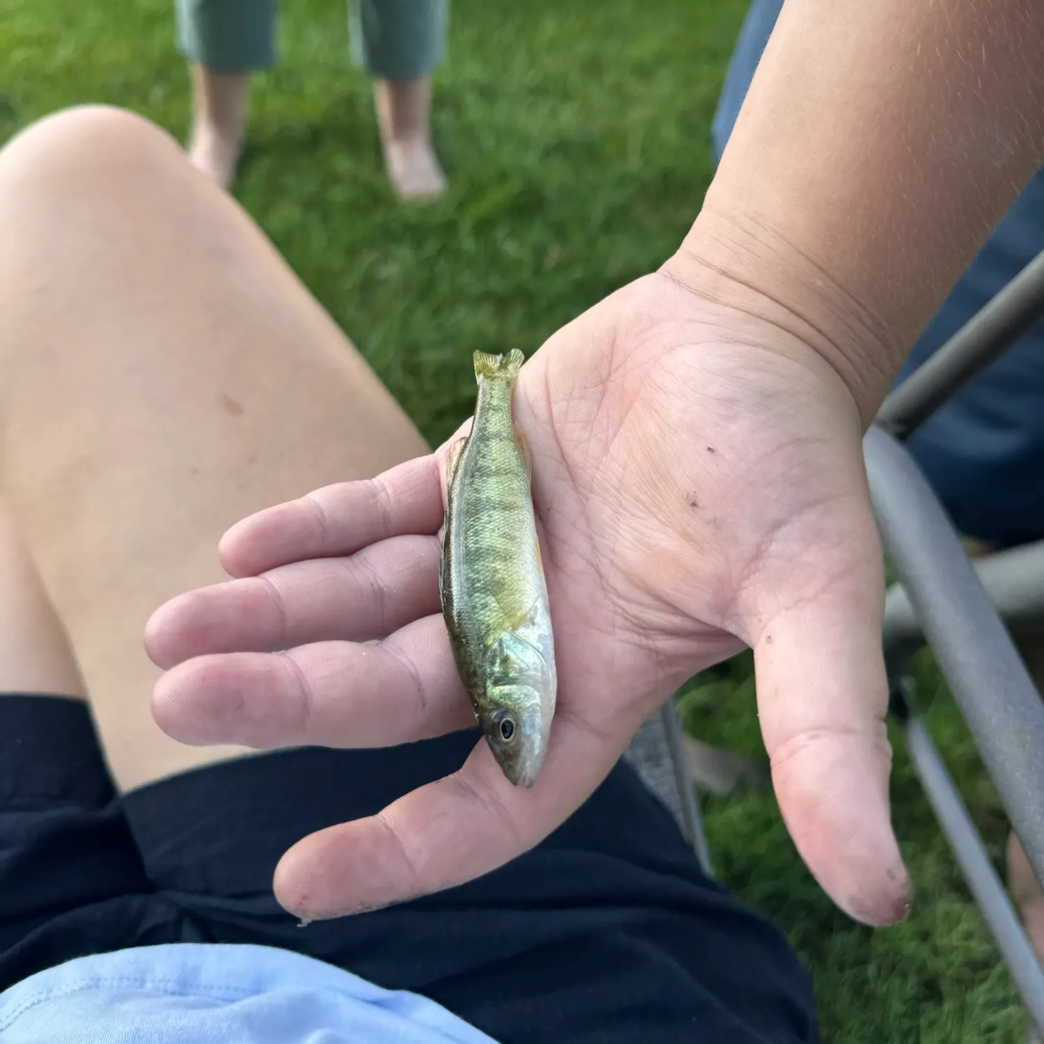 Yellow perch caught on Fishbrain