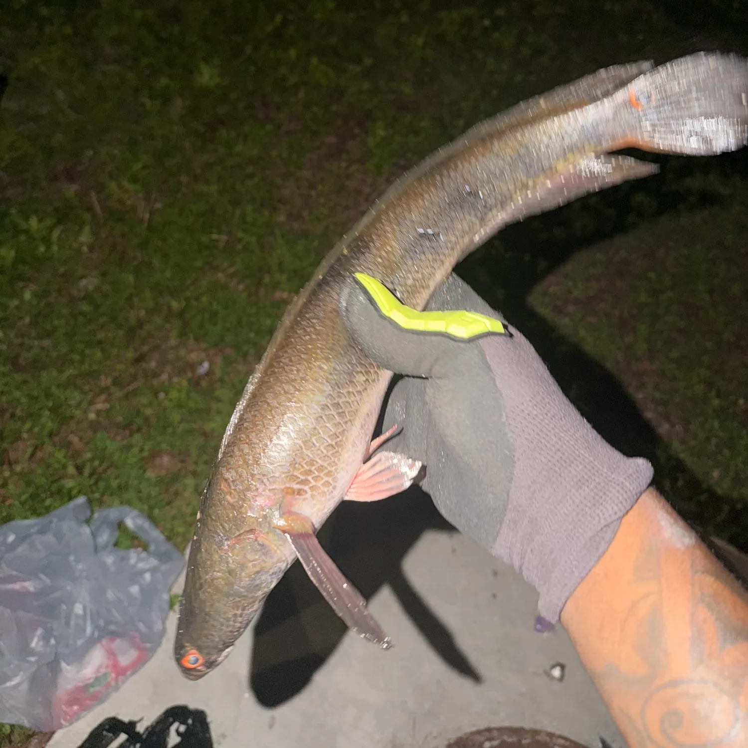 The most recent Bullseye snakehead catches on Fishbrain