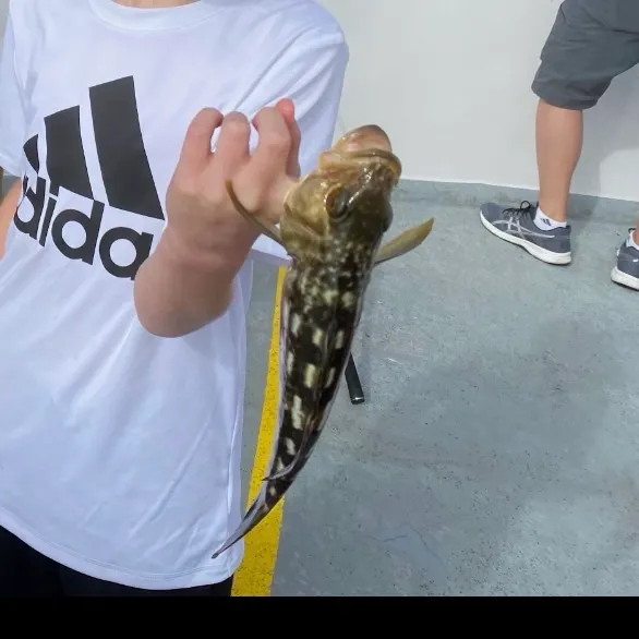 Kelp bass caught on Fishbrain