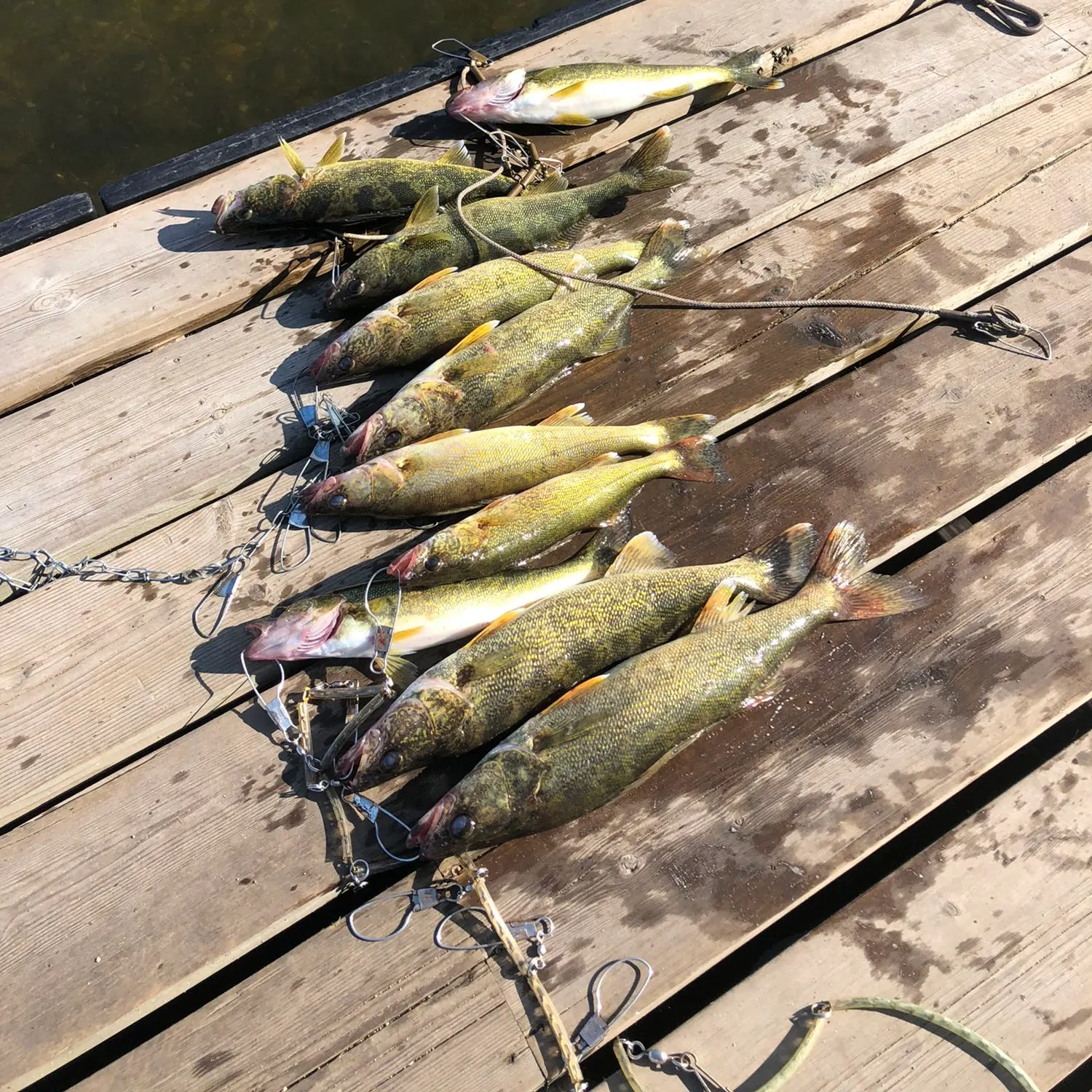 recently logged catches