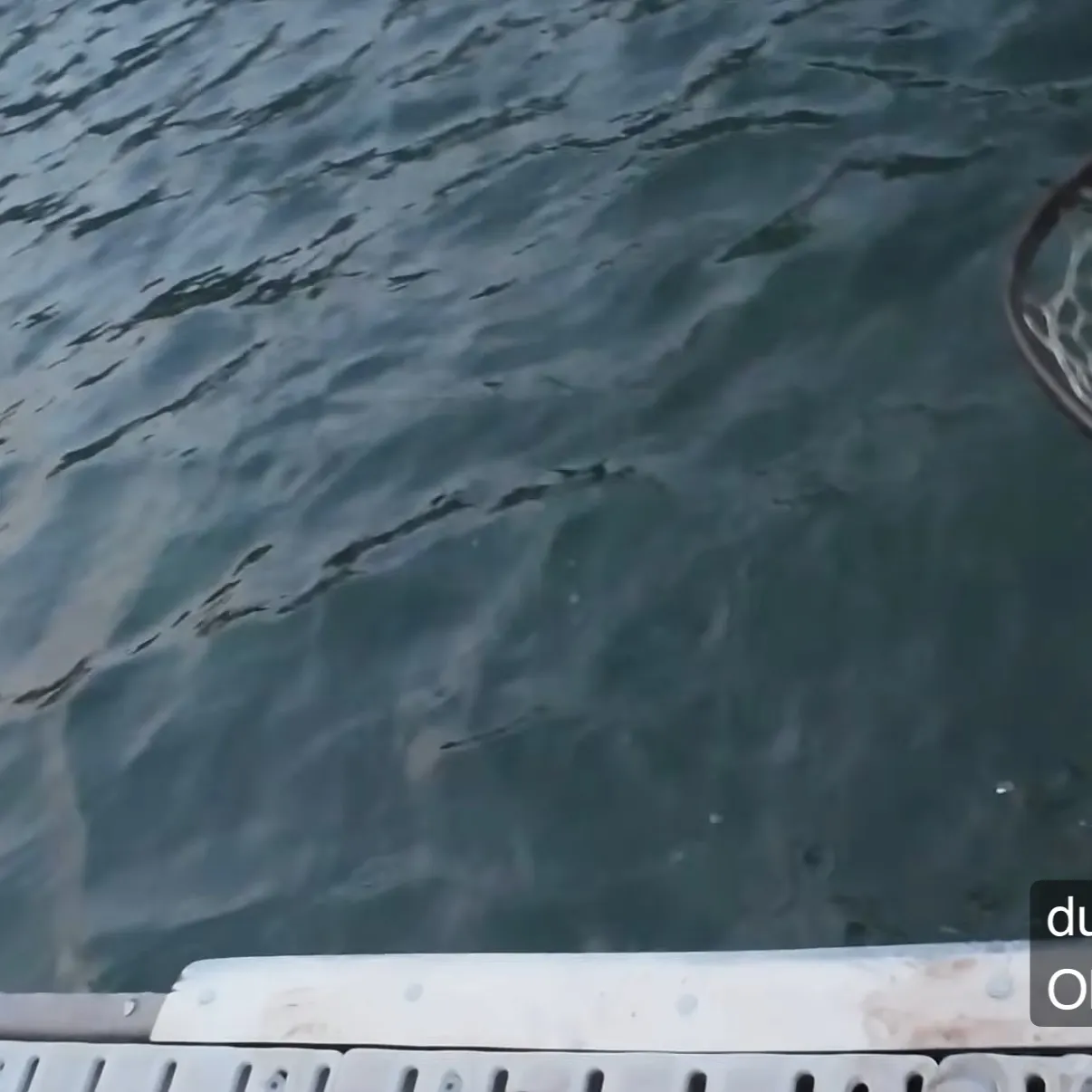 Rainbow trout caught on Fishbrain