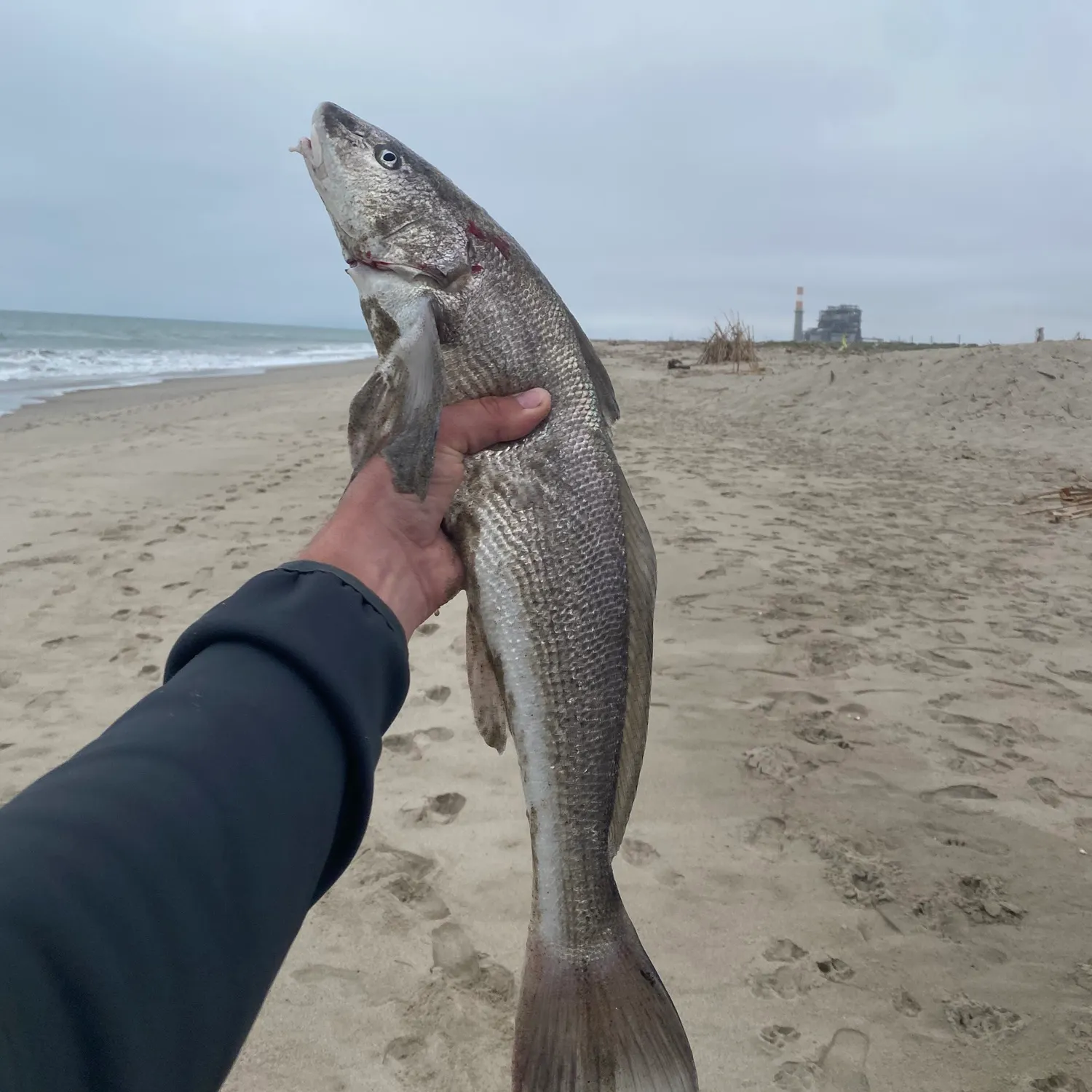 The most recent California corbina catches on Fishbrain
