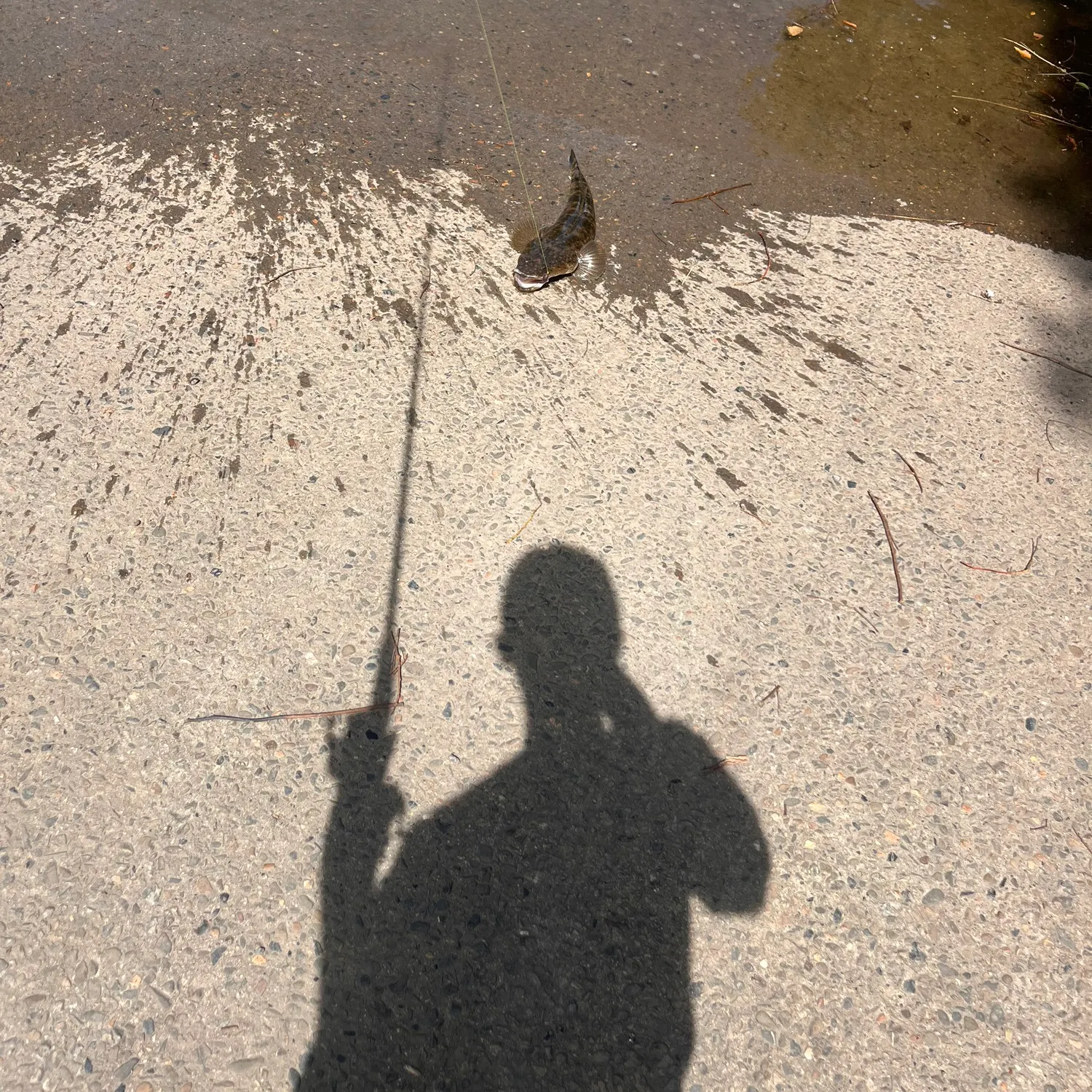 Dusky flathead caught on Fishbrain