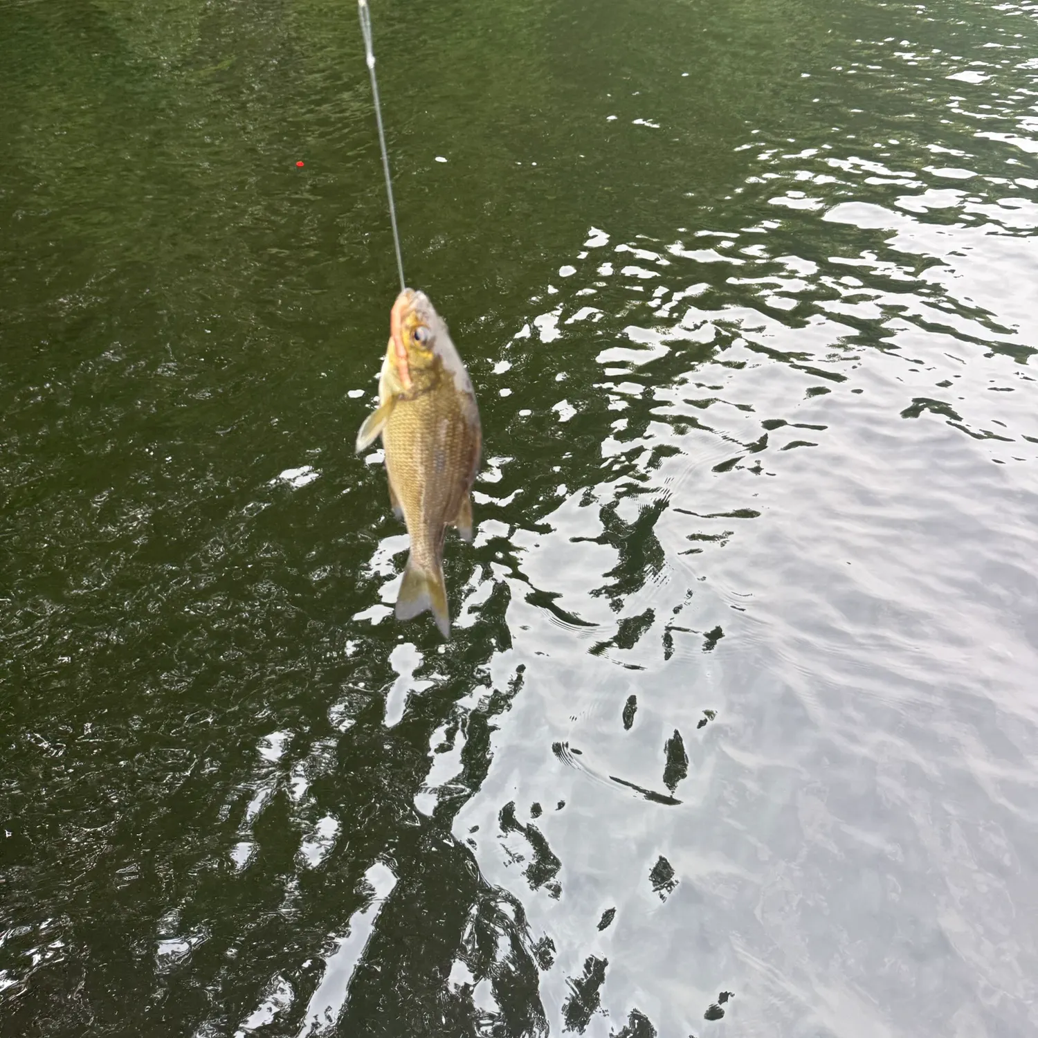 The most recent Silver perch catches on Fishbrain