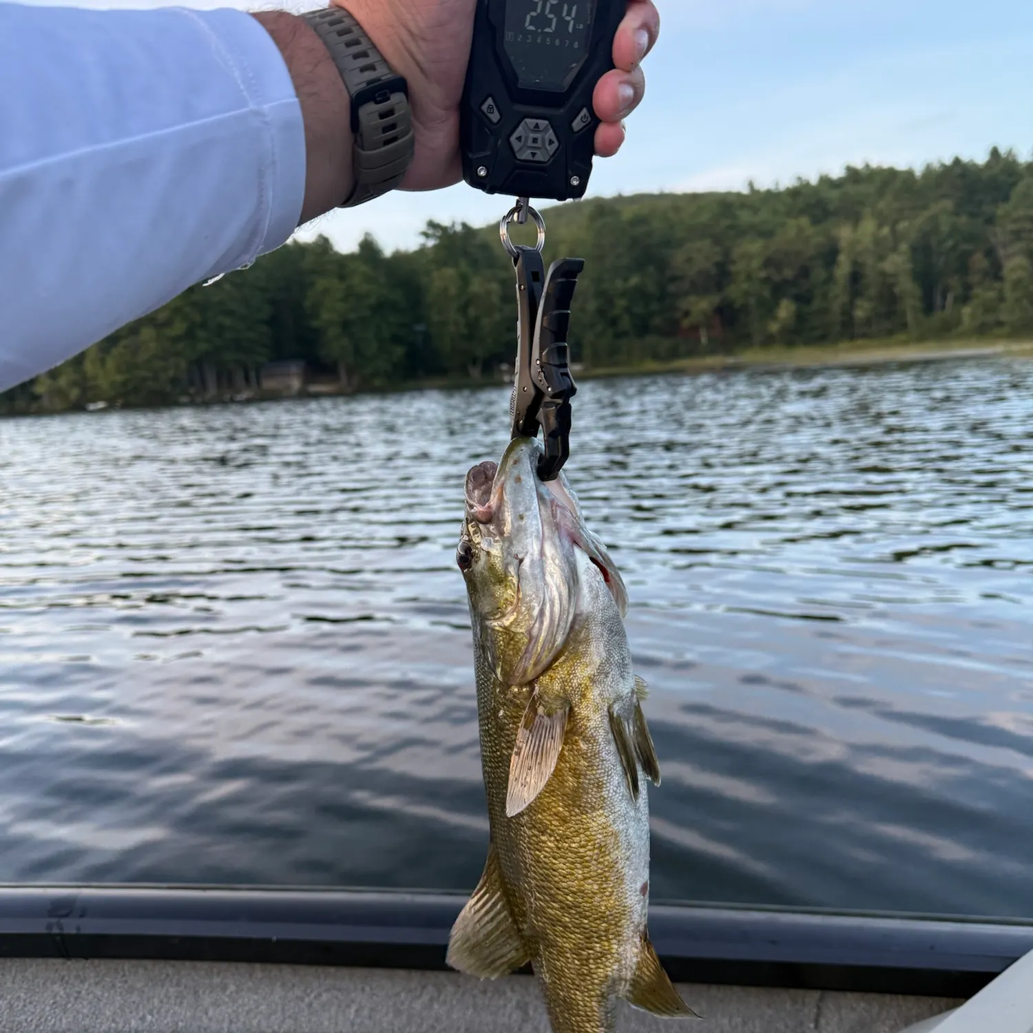 Smallmouth bass caught on Fishbrain