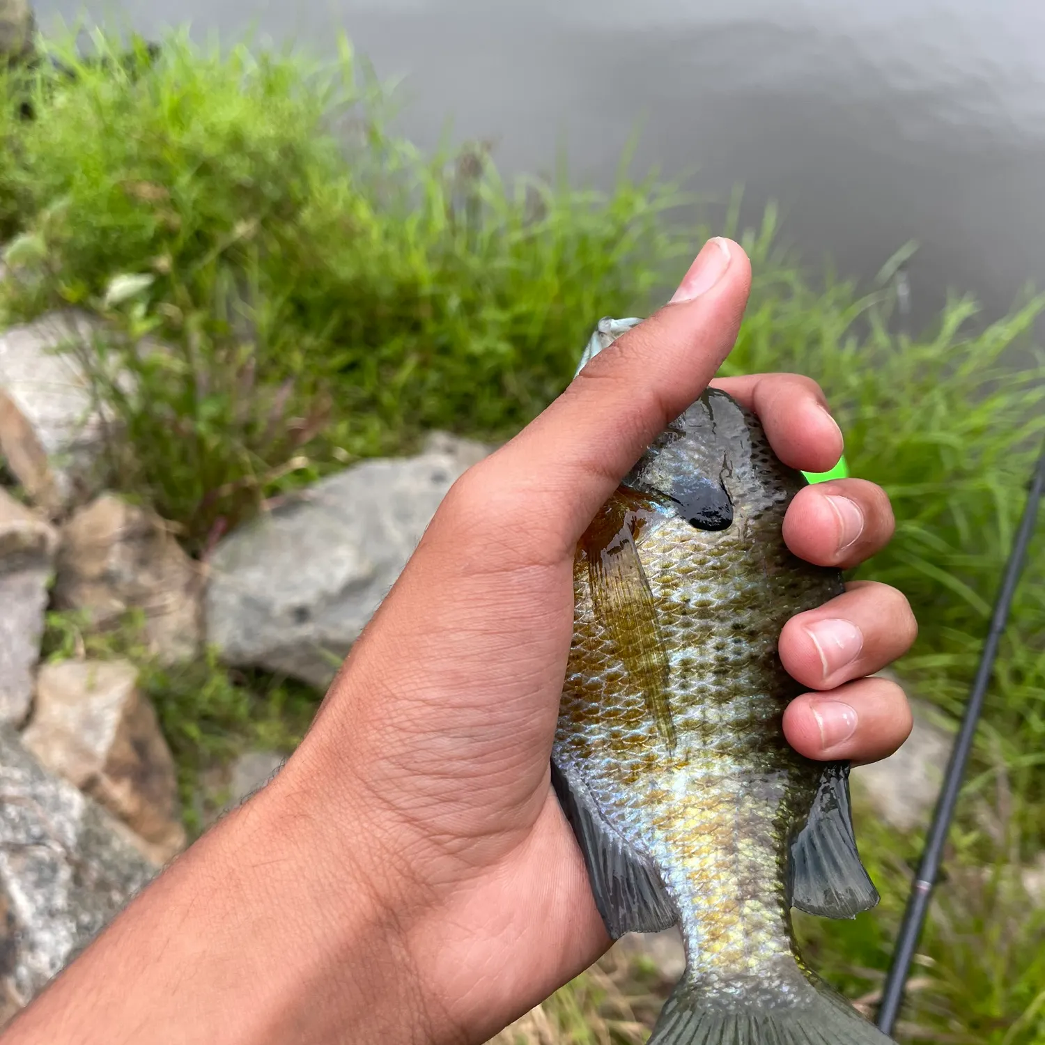 angler catch