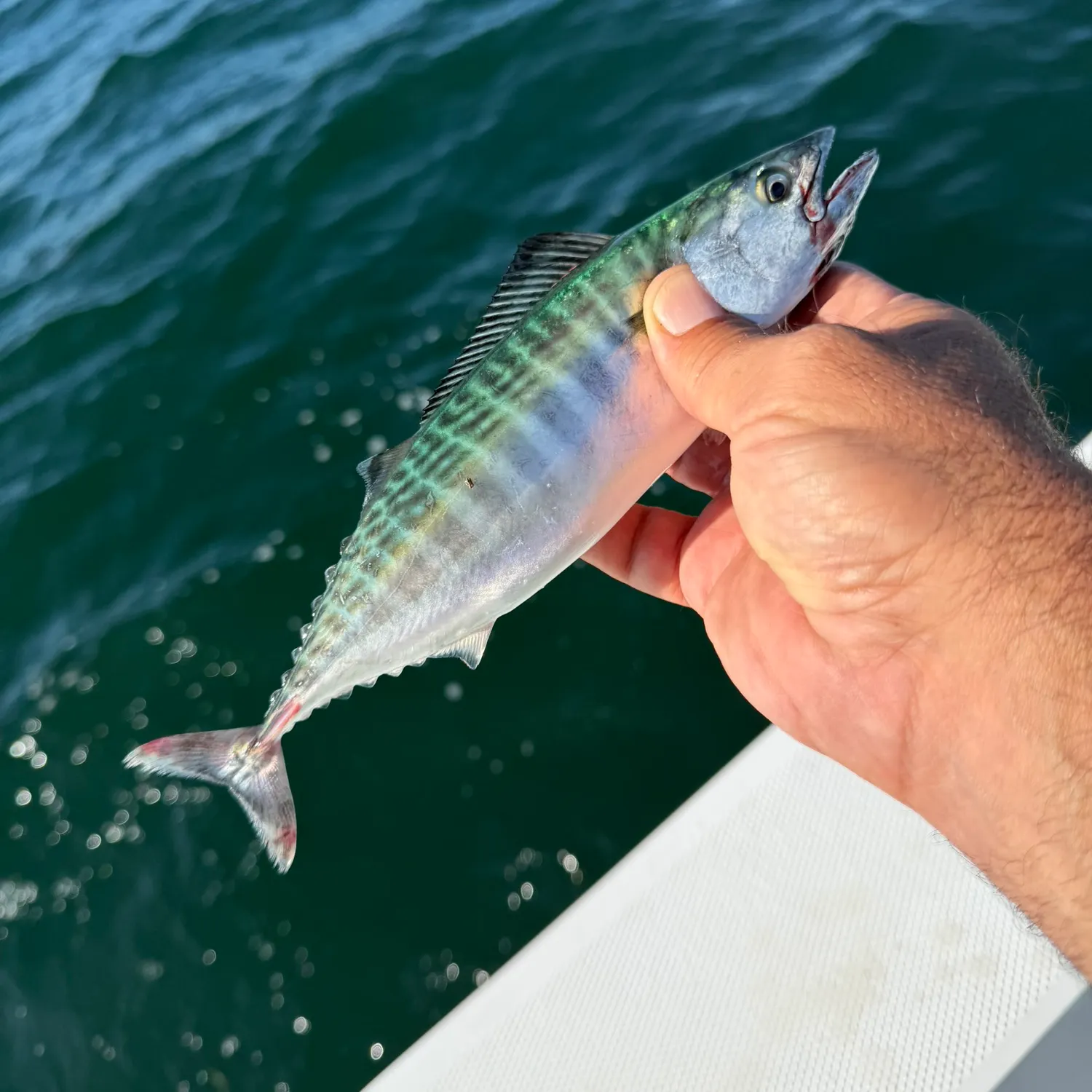 Atlantic mackerel caught on Fishbrain