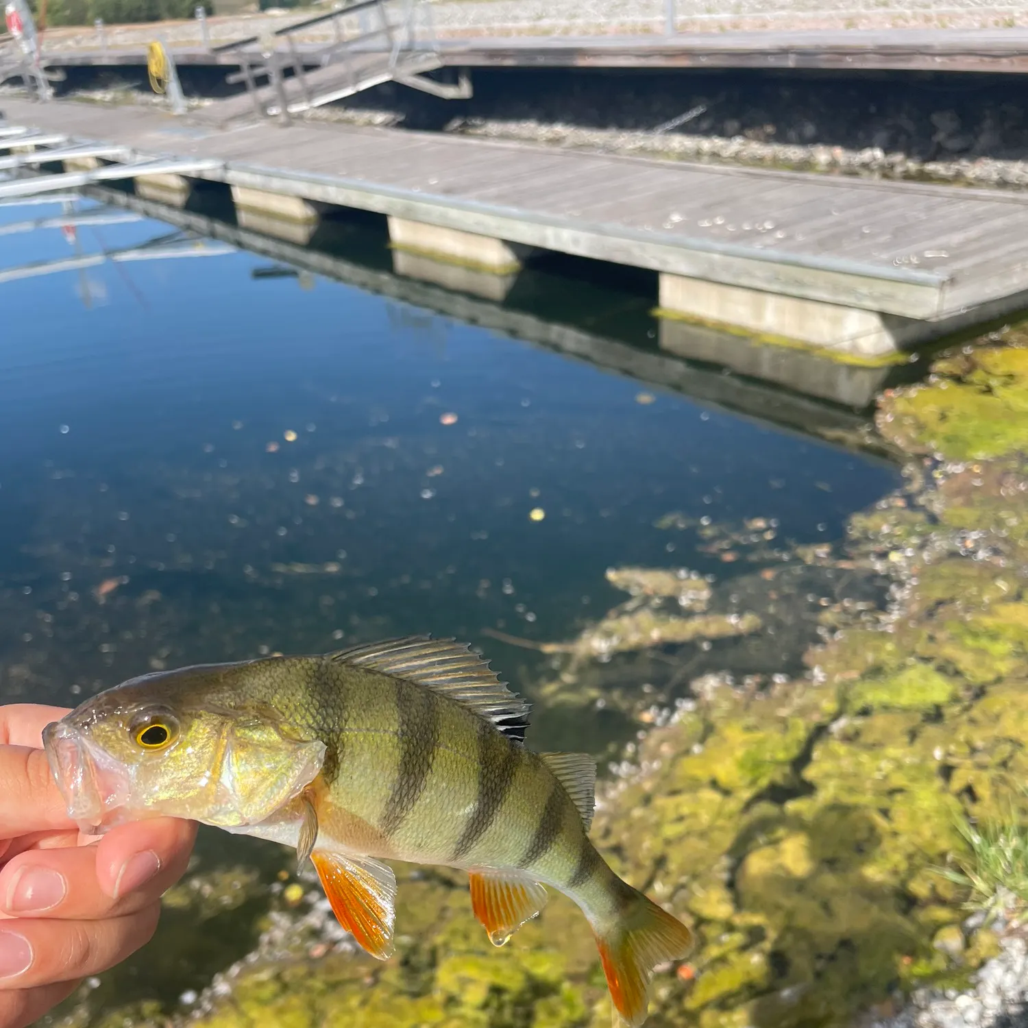 European perch caught on Fishbrain