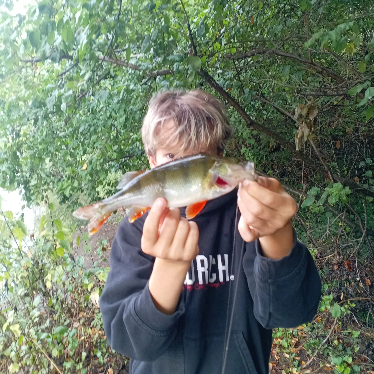 European perch caught on Fishbrain
