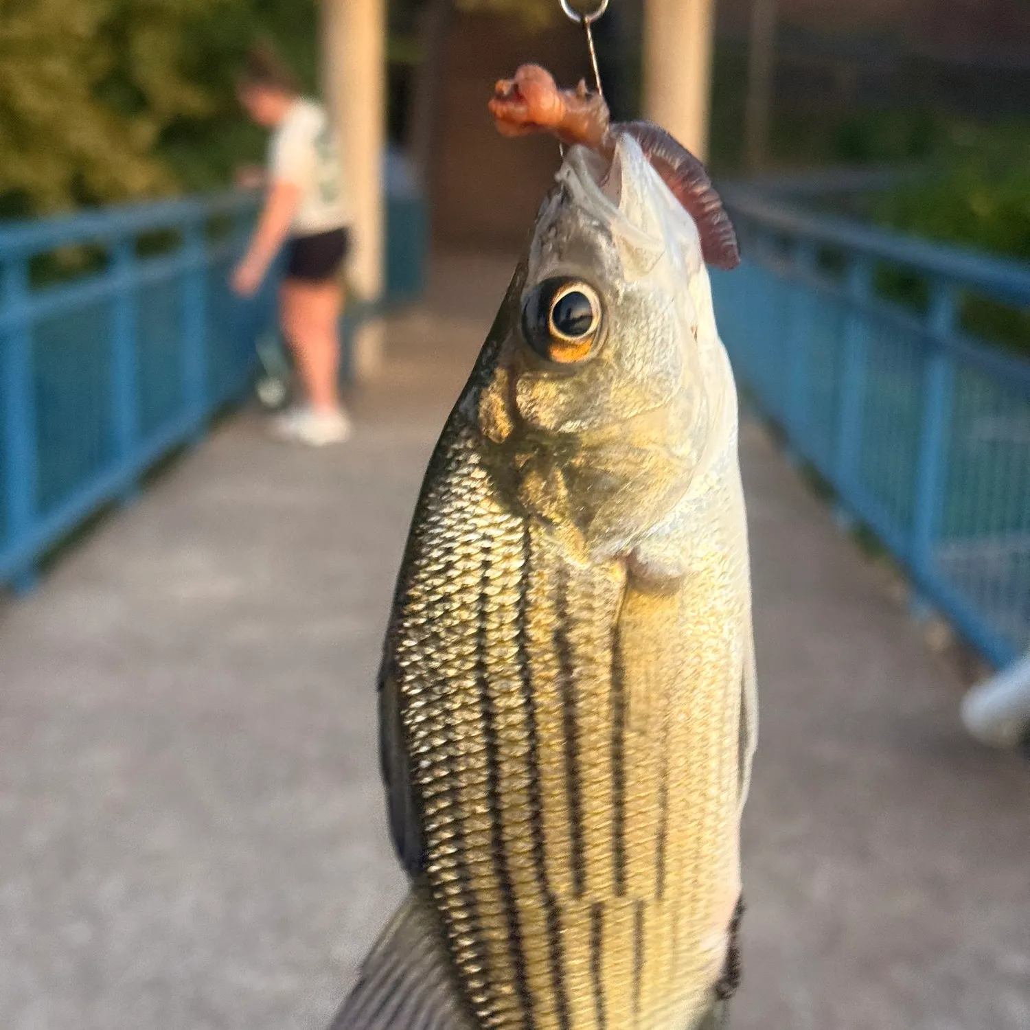 Yellow bass caught on Fishbrain