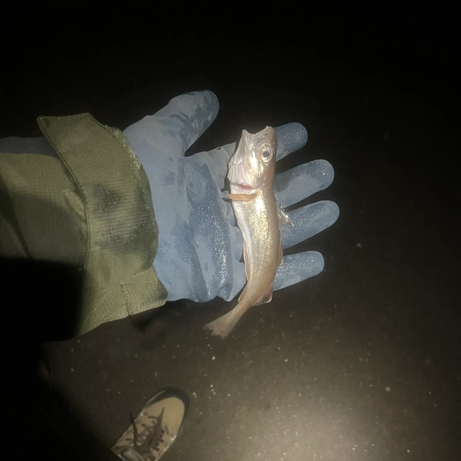 The most recent Whiting catches on Fishbrain