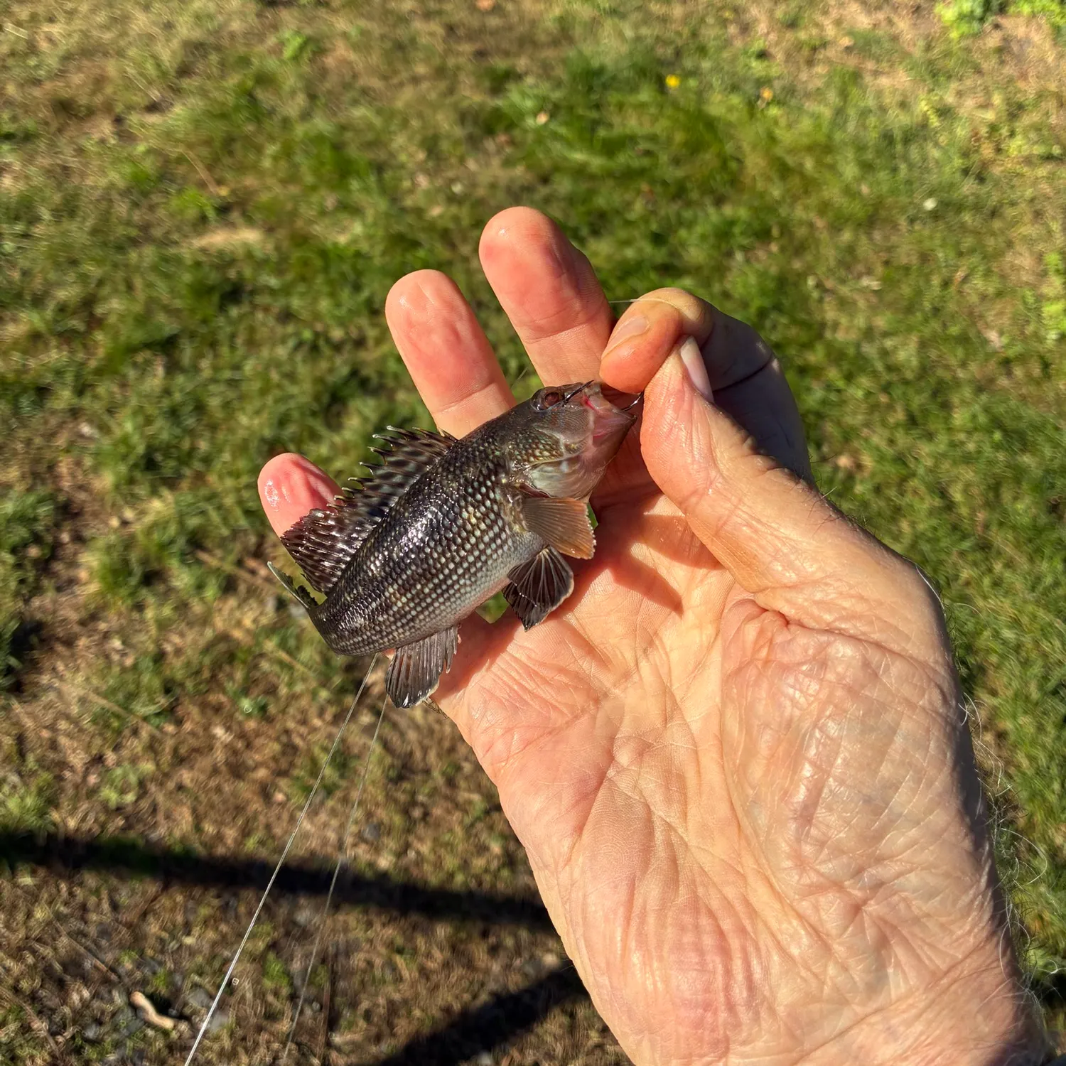 Black sea bass caught on Fishbrain