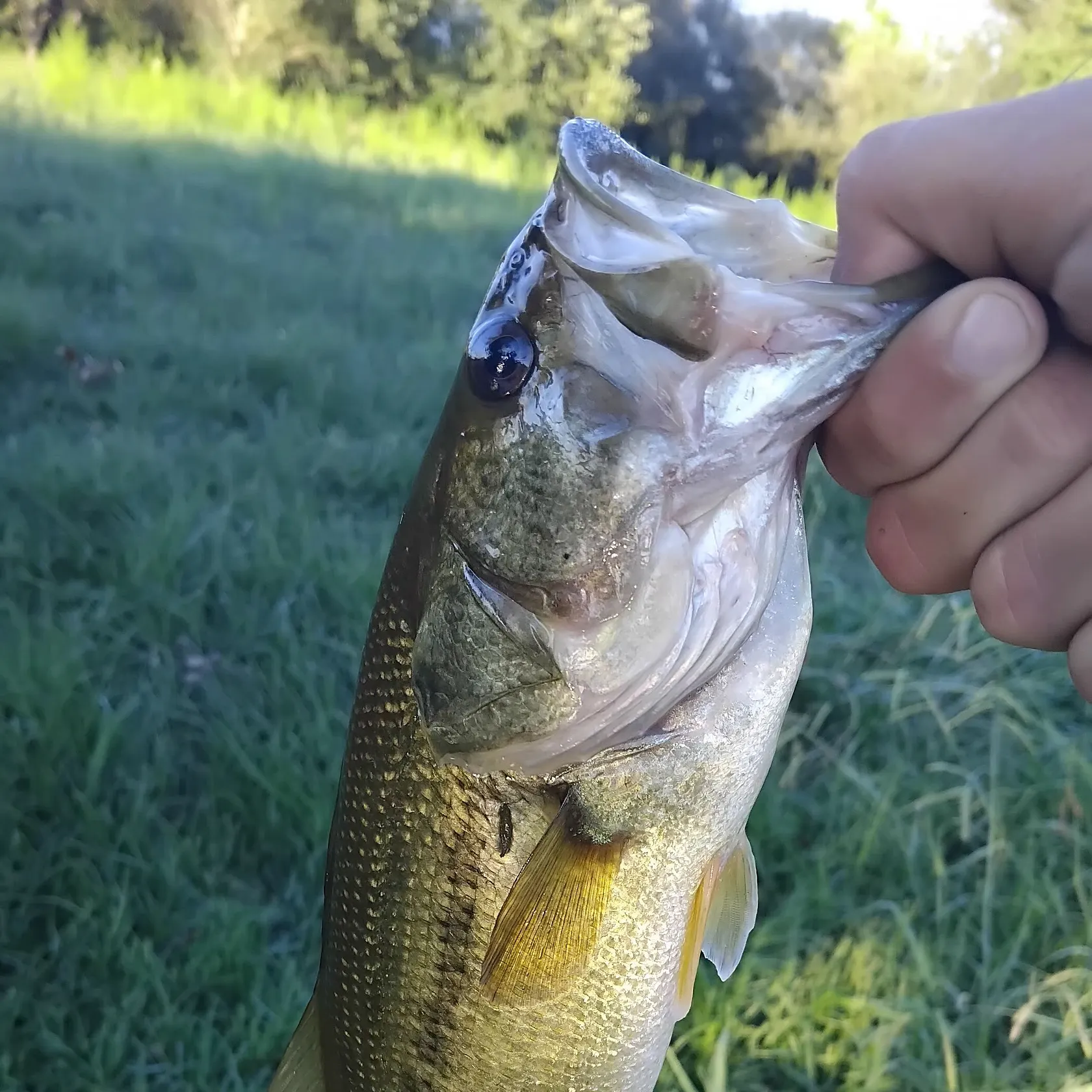 Fish caught on Fishbrain